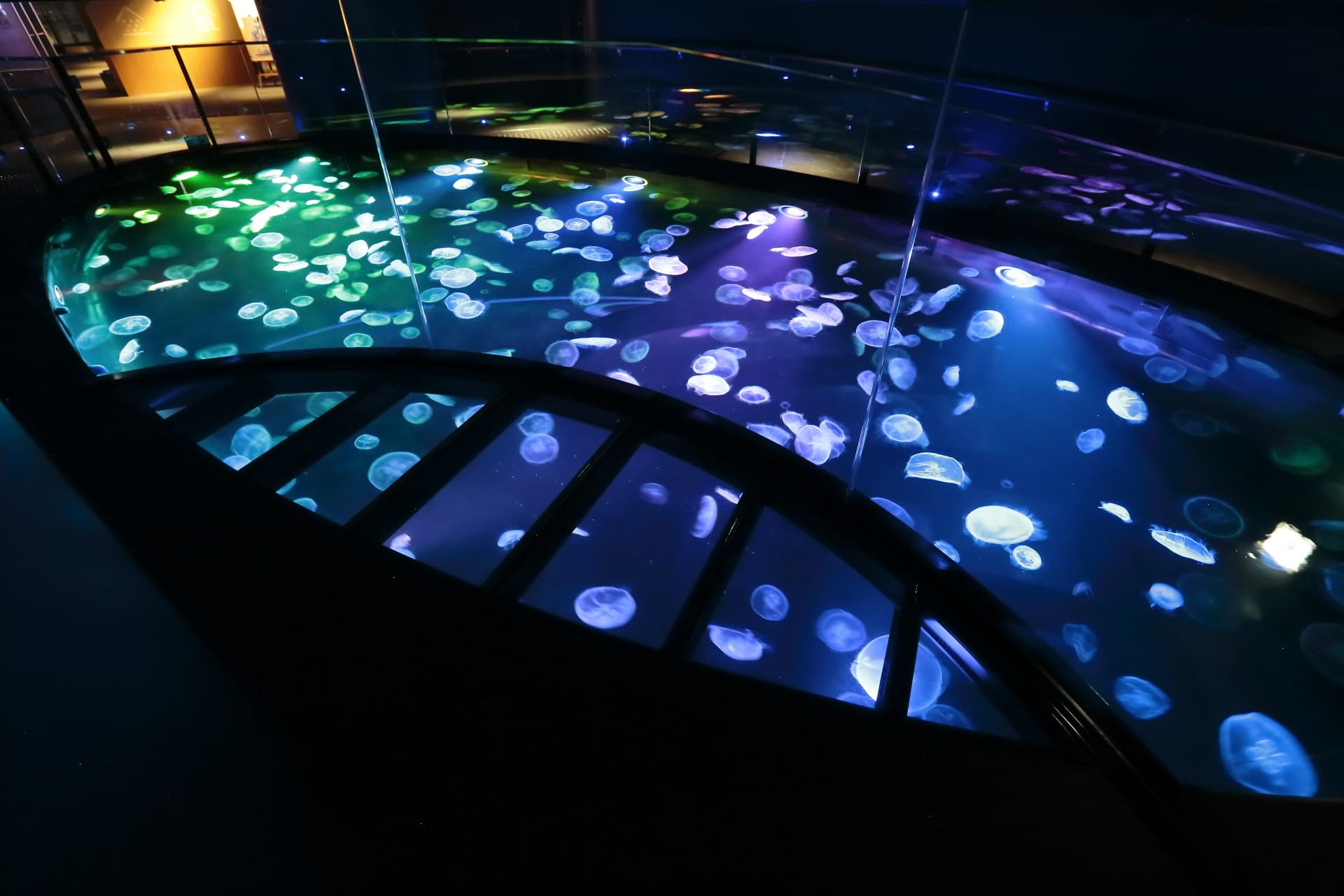 COMBO: Tokyo Skytree + Sumida Aquarium - image 6