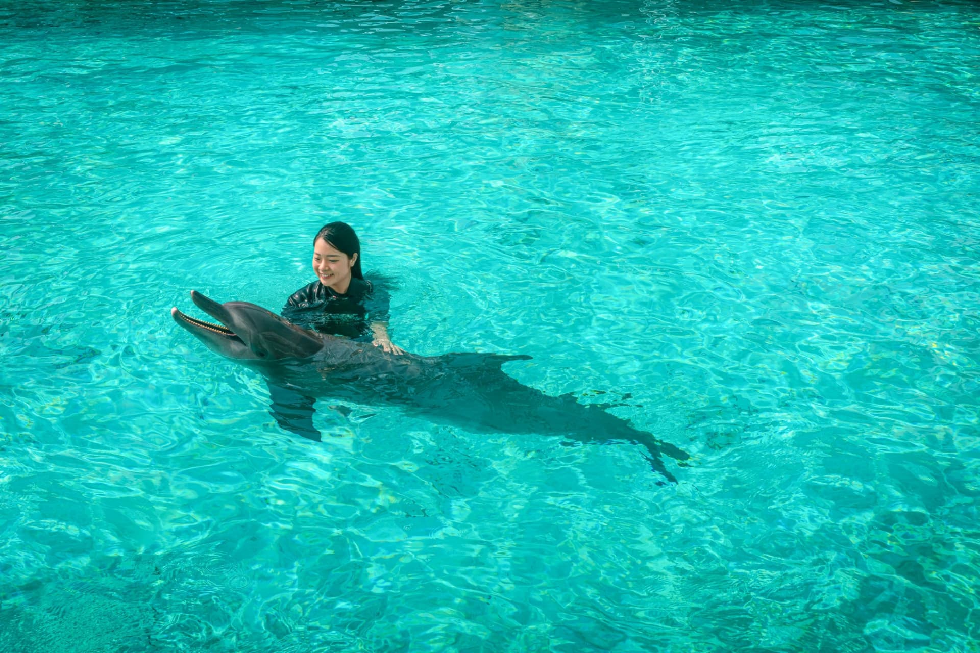Experiencias con delfines en Marine Mammal Habitat Sentosa - imagen 4
