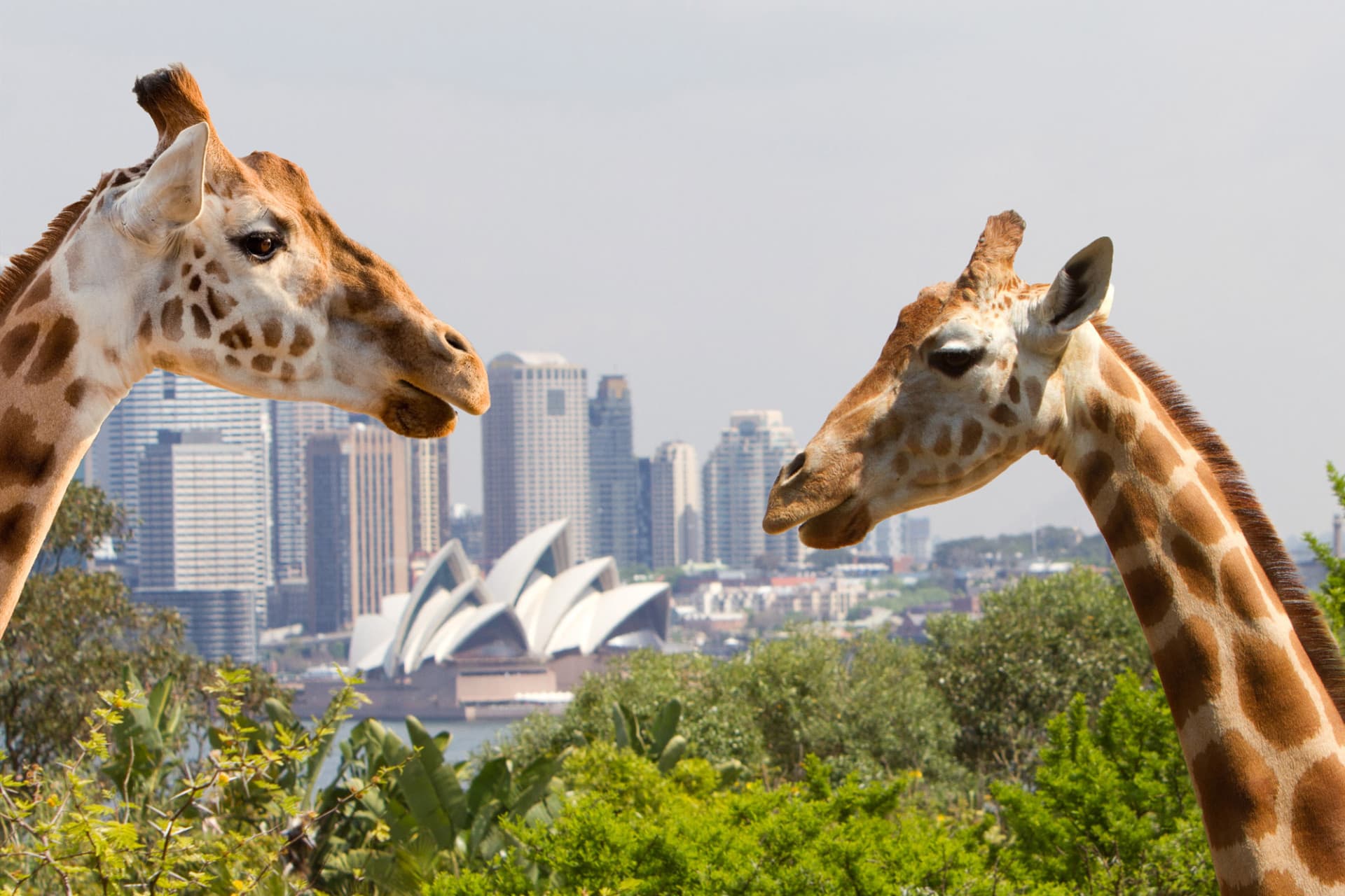Go City Sydney Explorer Pass: Ahorre hasta un 50% en atracciones - imagen 3