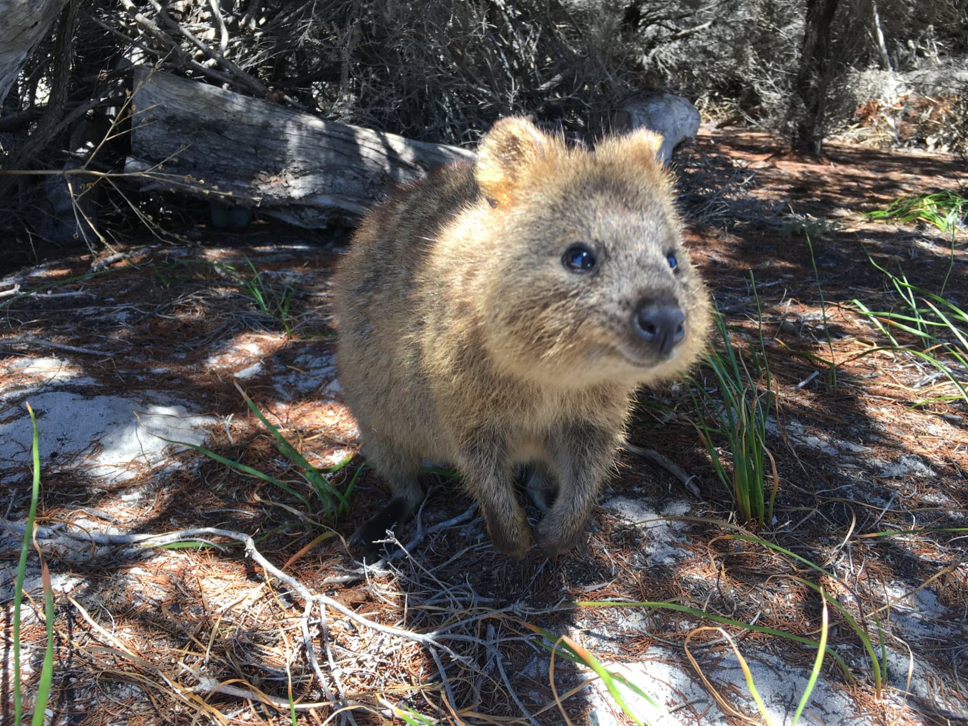 Rottnest Island Settlement Explorer Segway Tour with Round Trip SeaLink Ferry Transfer - image 2