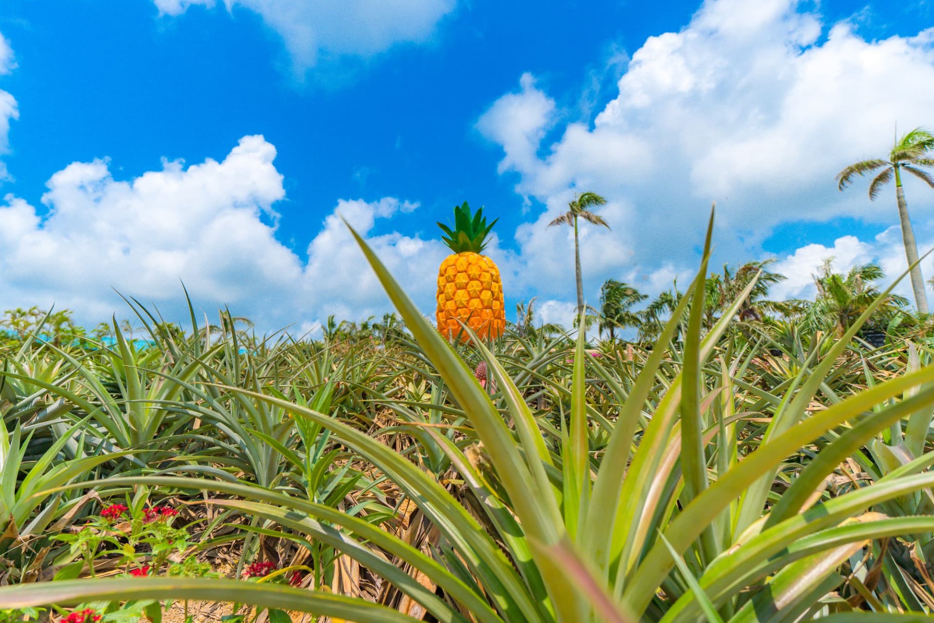 Okinawa Nago Pineapple Park - image 2