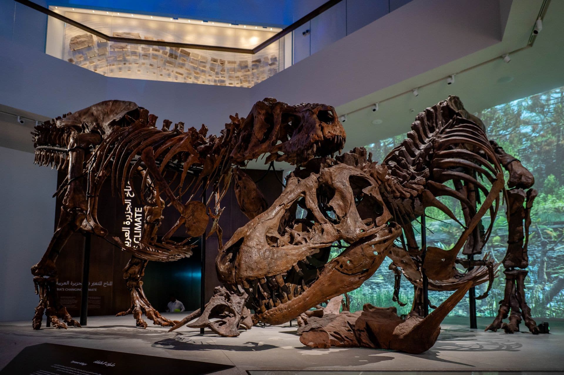Natural History Museum Abu Dhabi Ticket - image 3