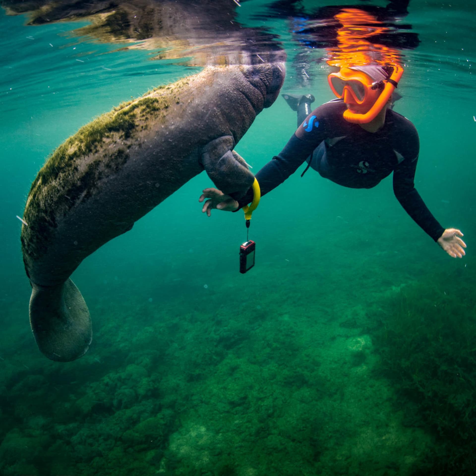 Florida Nature Coast Tour: Crystal River with Manatees Snorkelling, Homosassa State Park - imagen 5
