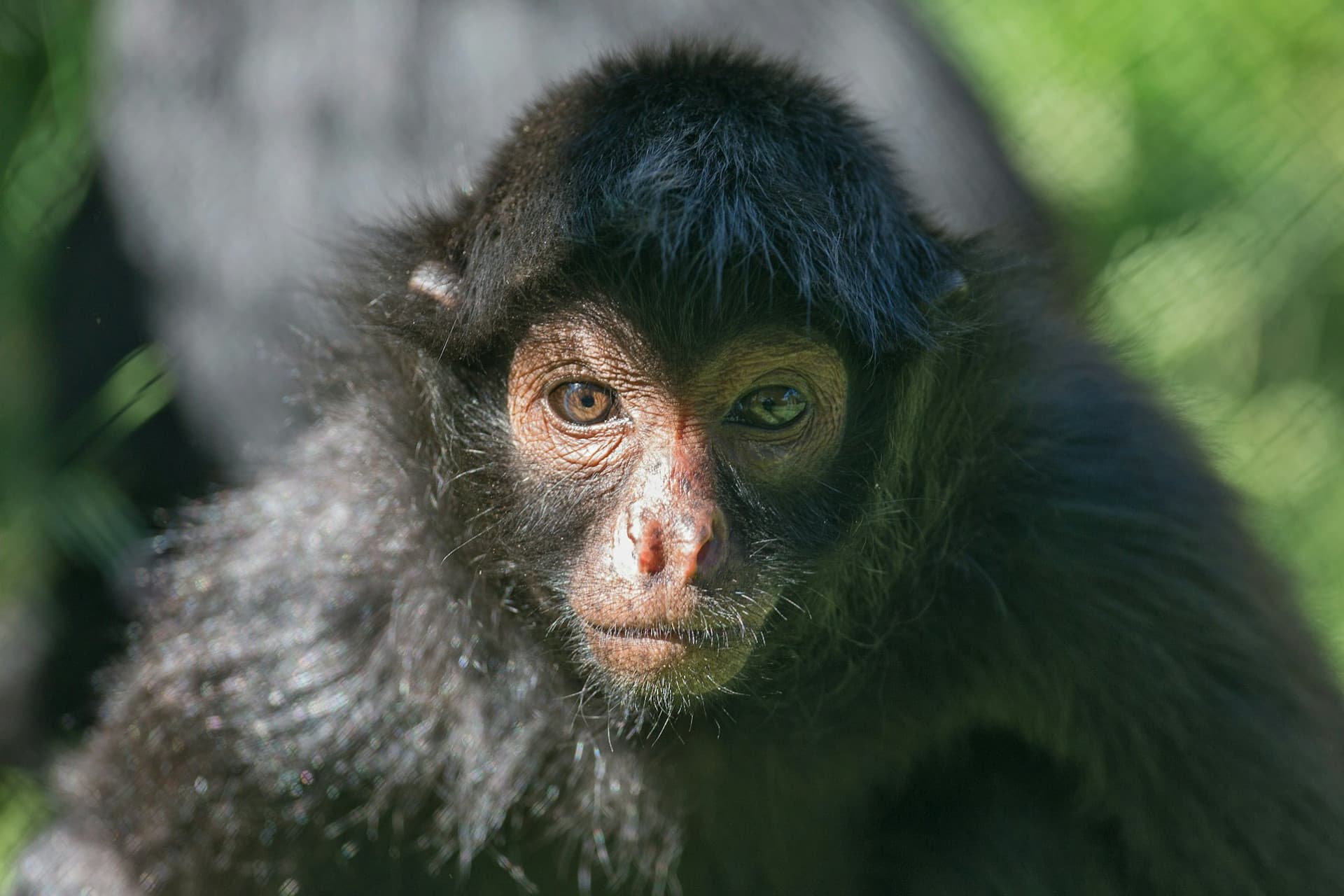Zoo Santo Inácio Ticket - image 8