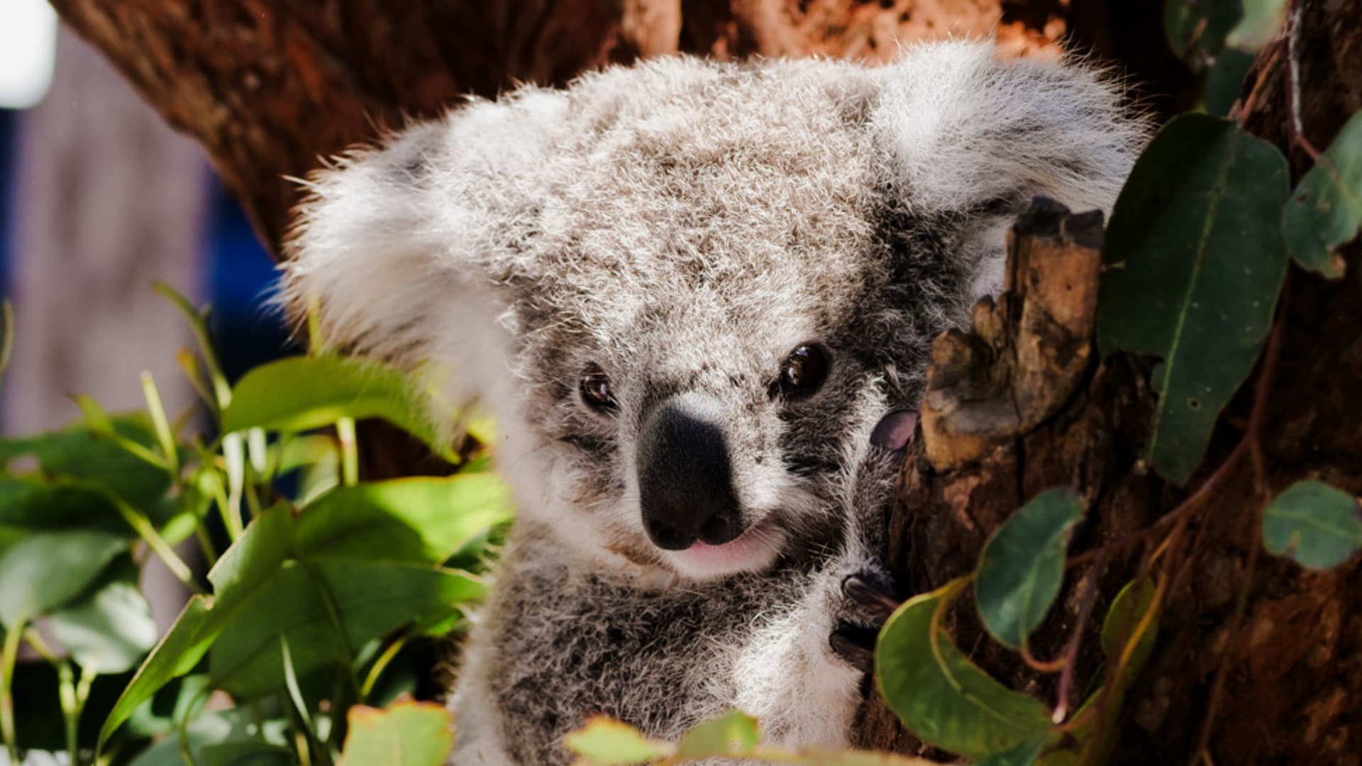 Port Stephens Tour with 4WD Ride and Sandboarding from Sydney - imagen 6
