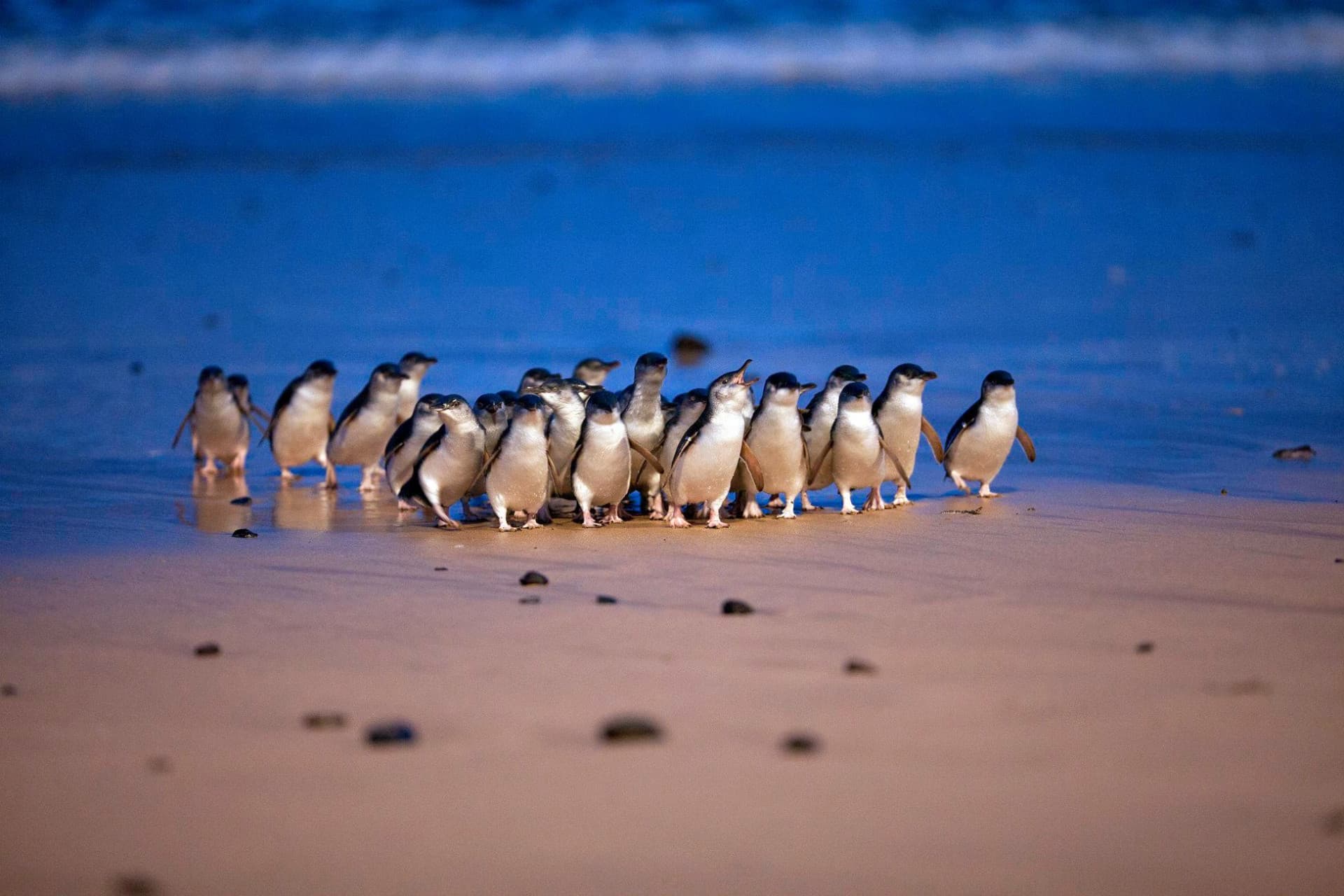 Phillip Island Nature Parks - Three-Park Pass - main image