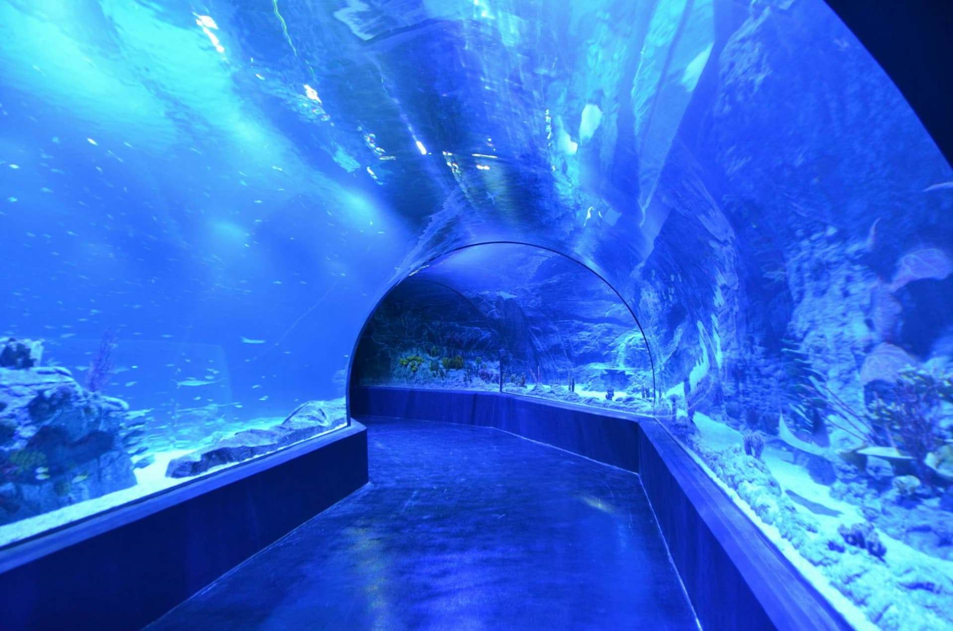 Atlantis Aquarium Madrid Ticket - image 3