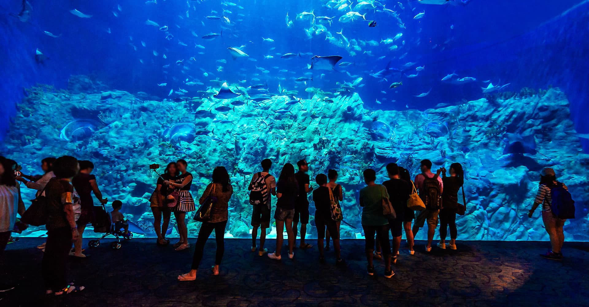 Ocean Park Hong Kong Ticket - image 15