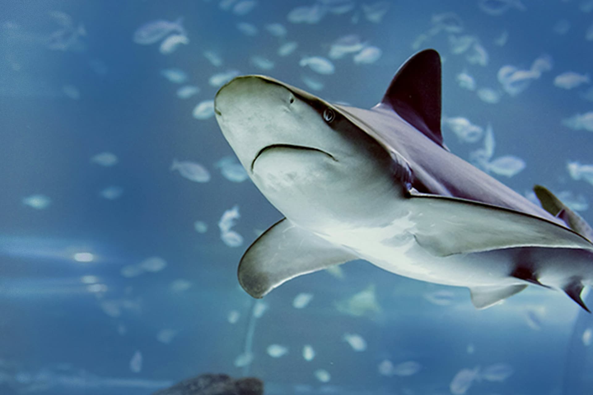 Atlantis Aquarium Madrid Ticket - image 2
