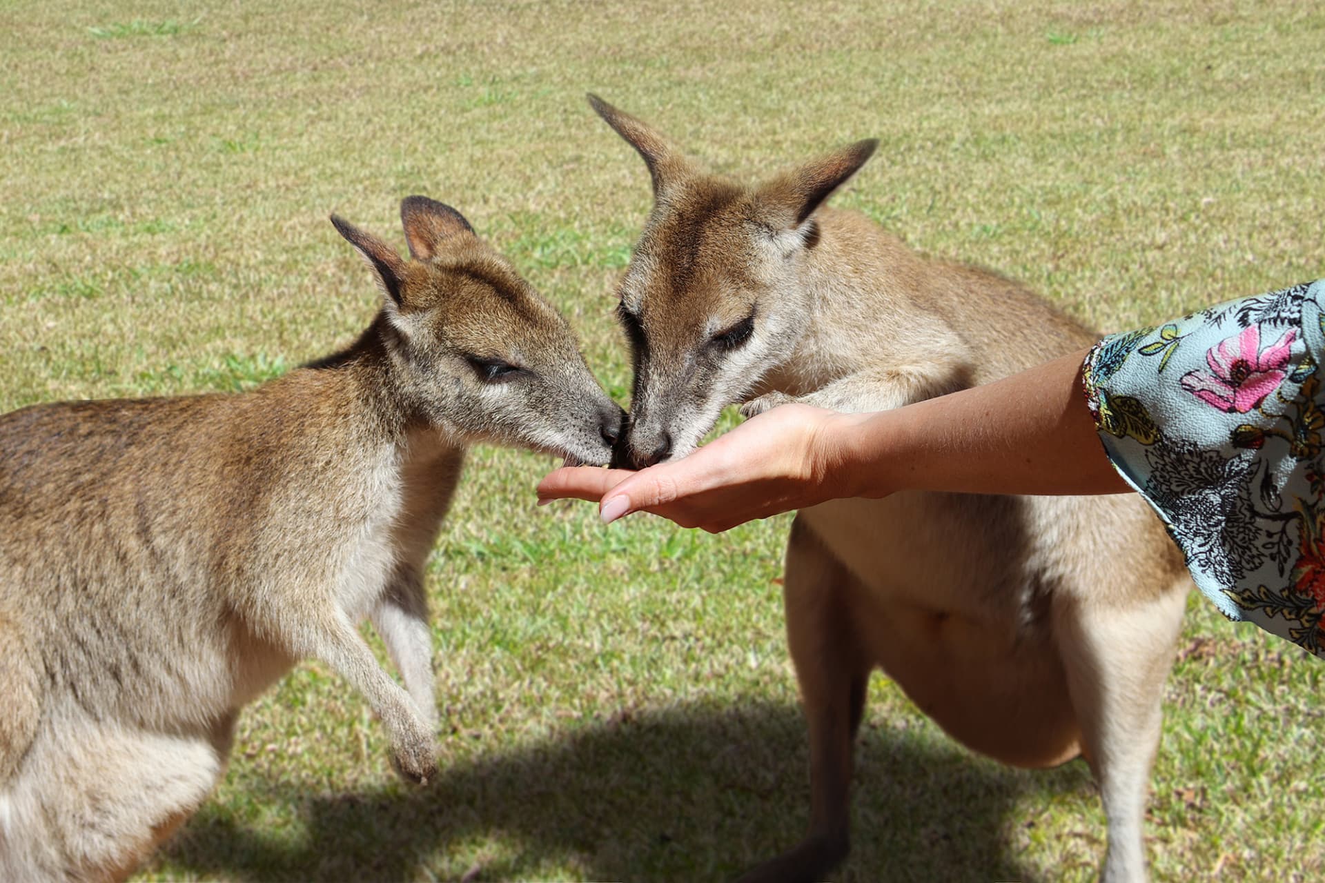 Full-Day Kuranda Tour with Skyrail Cableway, Scenic Railway, Rainforestation and Butterfly Sanctuary - image 13