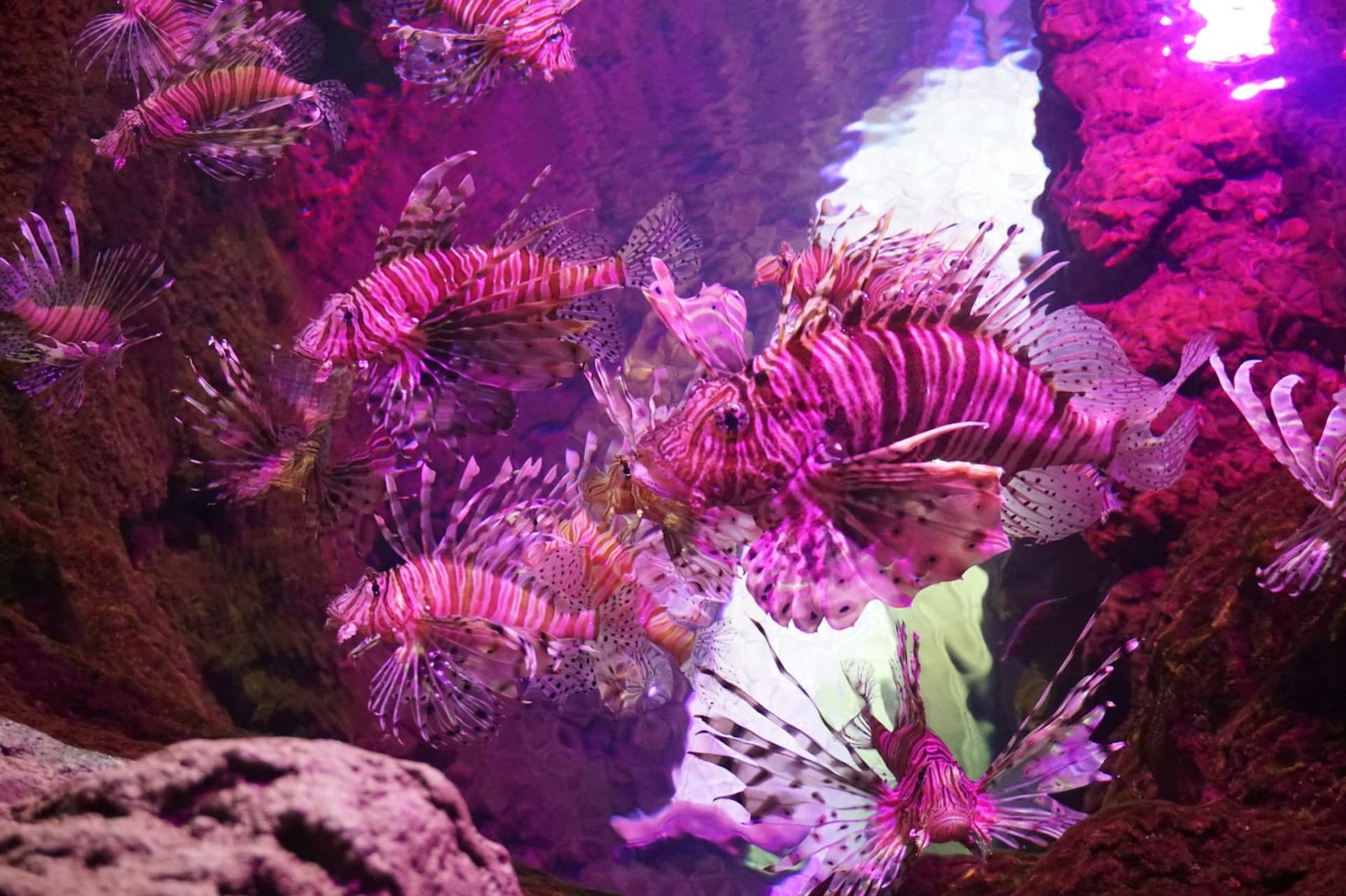 Seville Aquarium Ticket - image 10