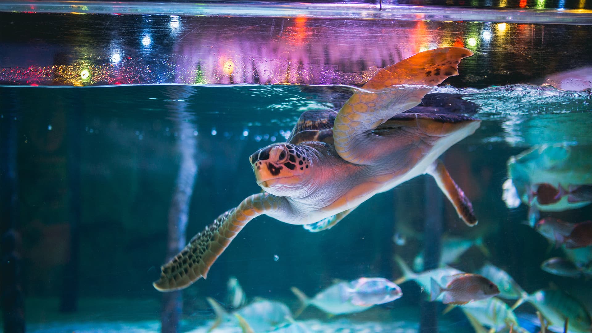 COMBO: SEA LIFE Bangkok Ocean World + Madame Tussauds Bangkok Tickets - image 2