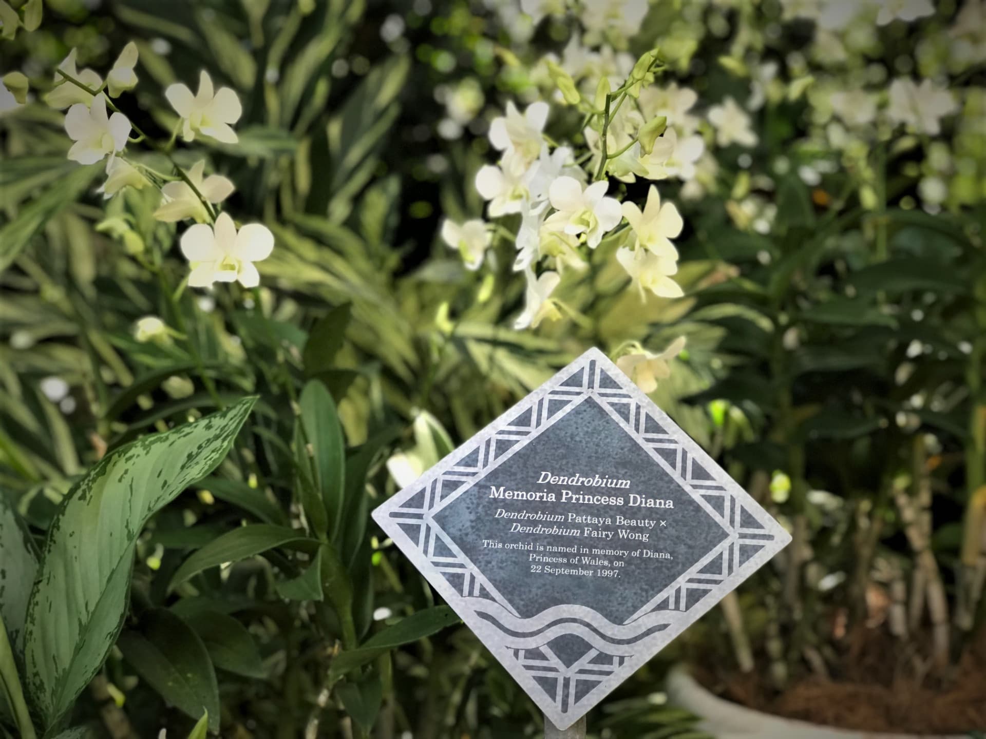 National Orchid Garden Ticket - image 3