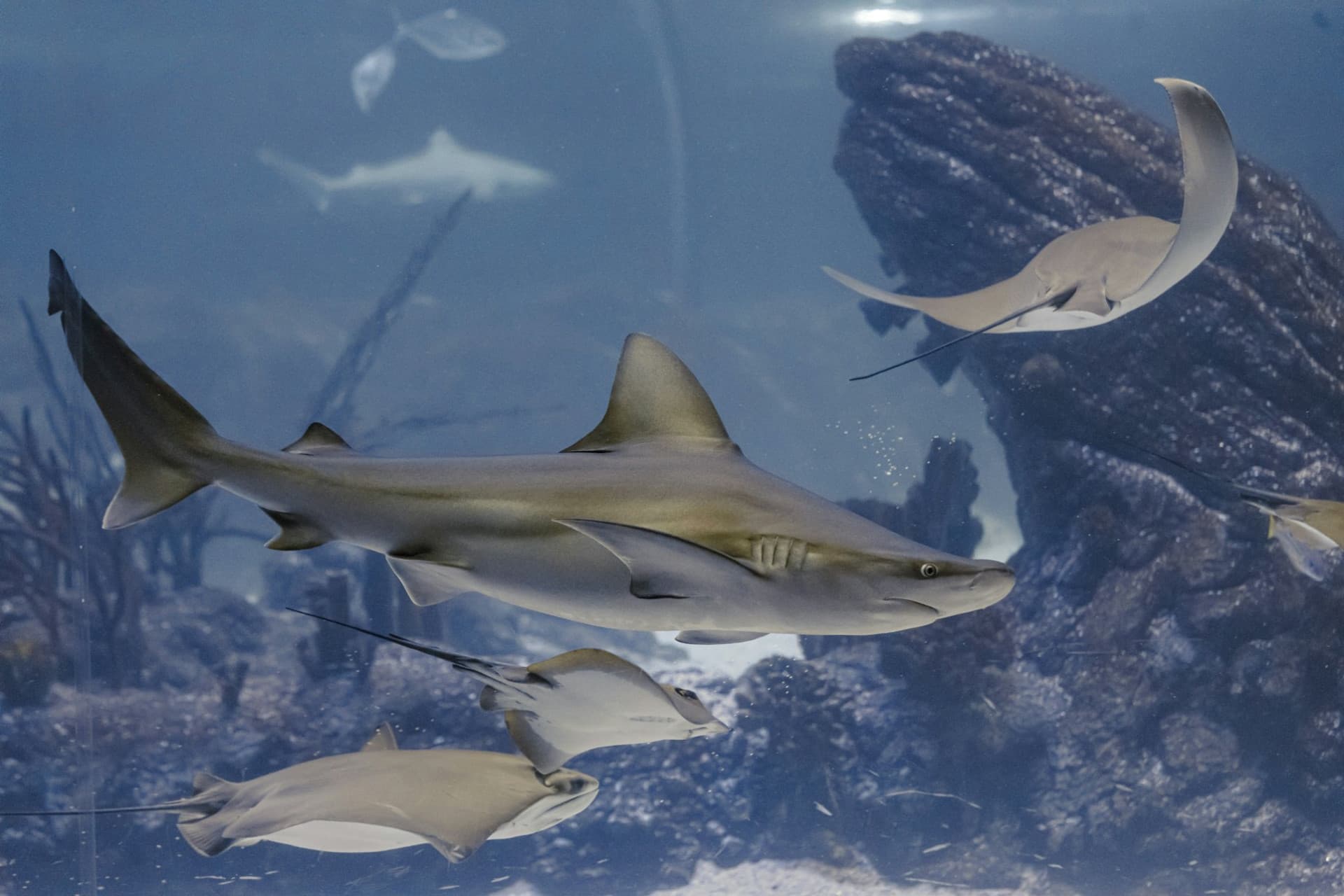 Atlantis Aquarium Madrid Ticket - image 6