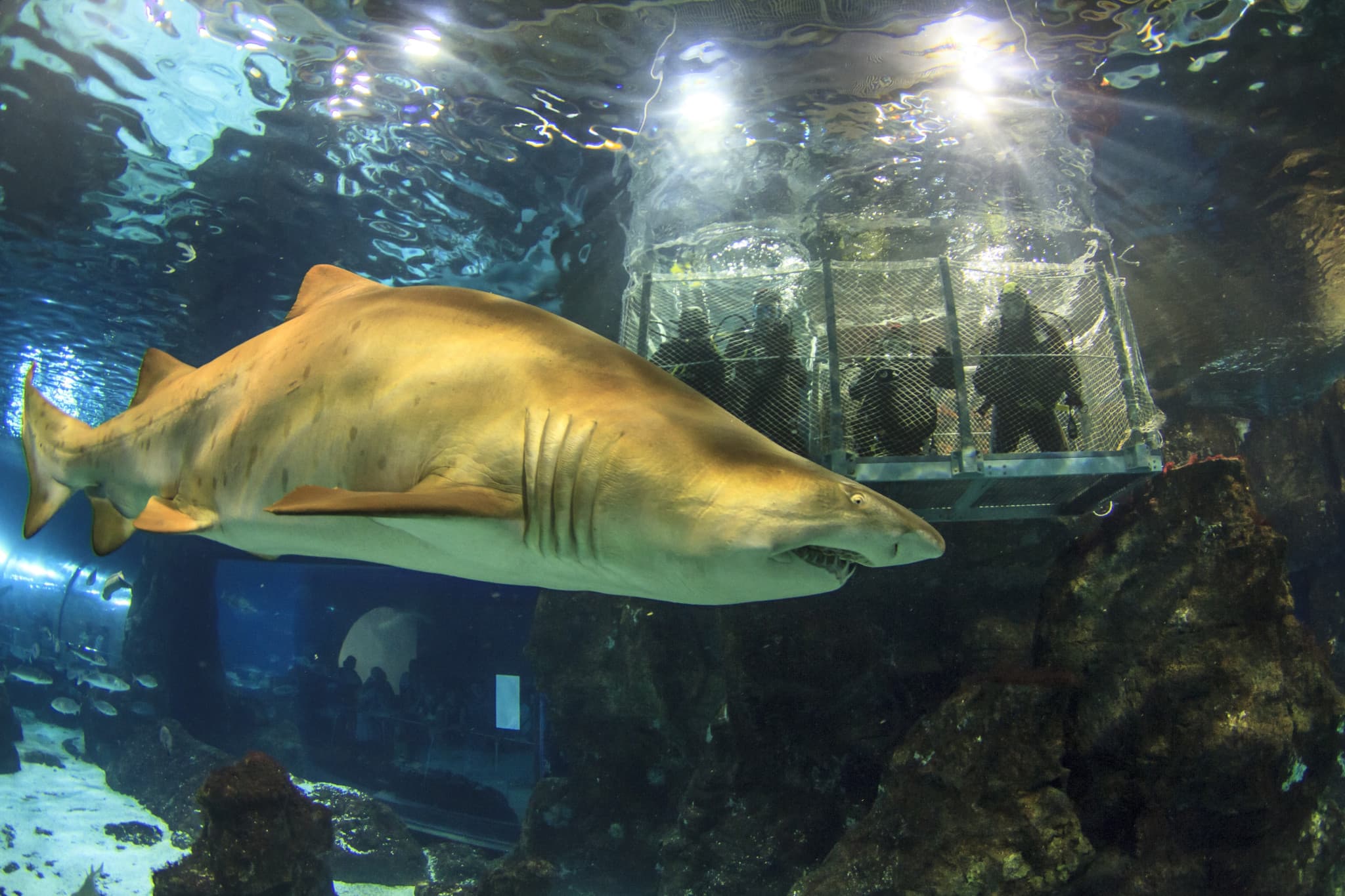 Barcelona Aquarium Ticket - main image
