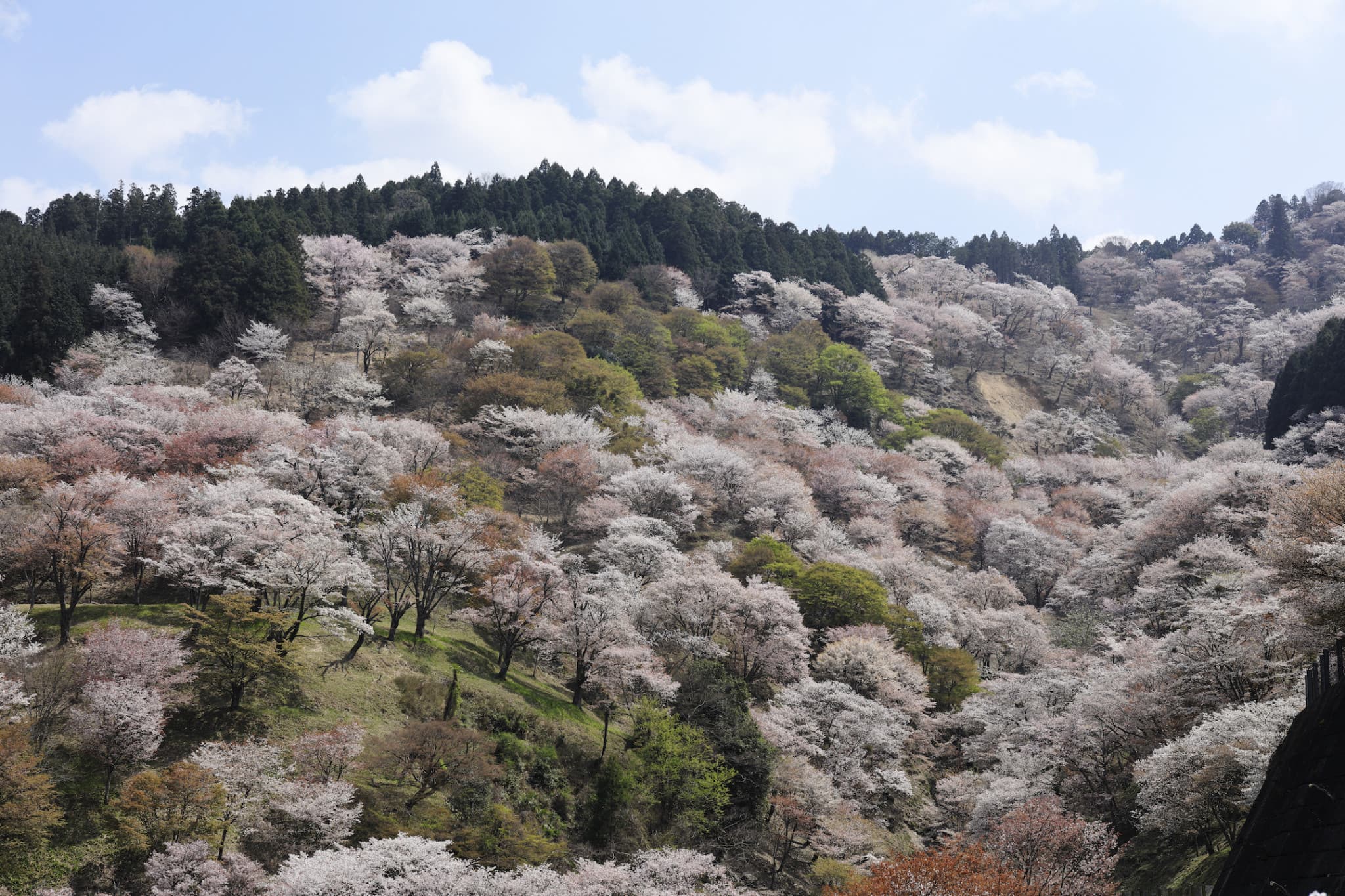 Kintetsu Rail Pass - image 8