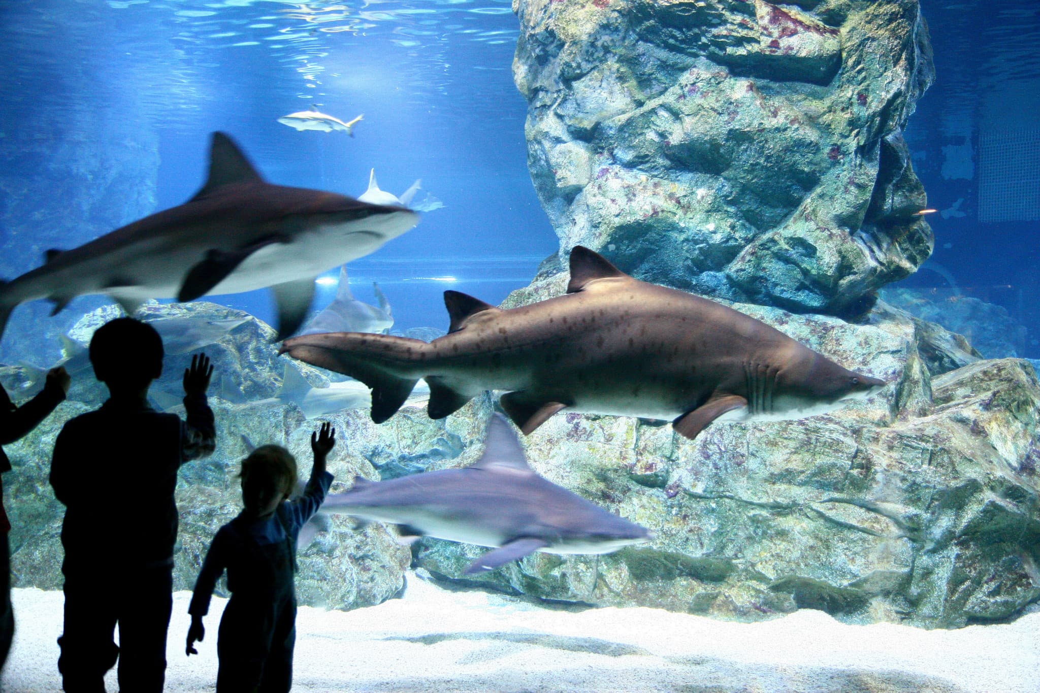 SEA LIFE COEX, Seoul Aquarium Ticket - image 5