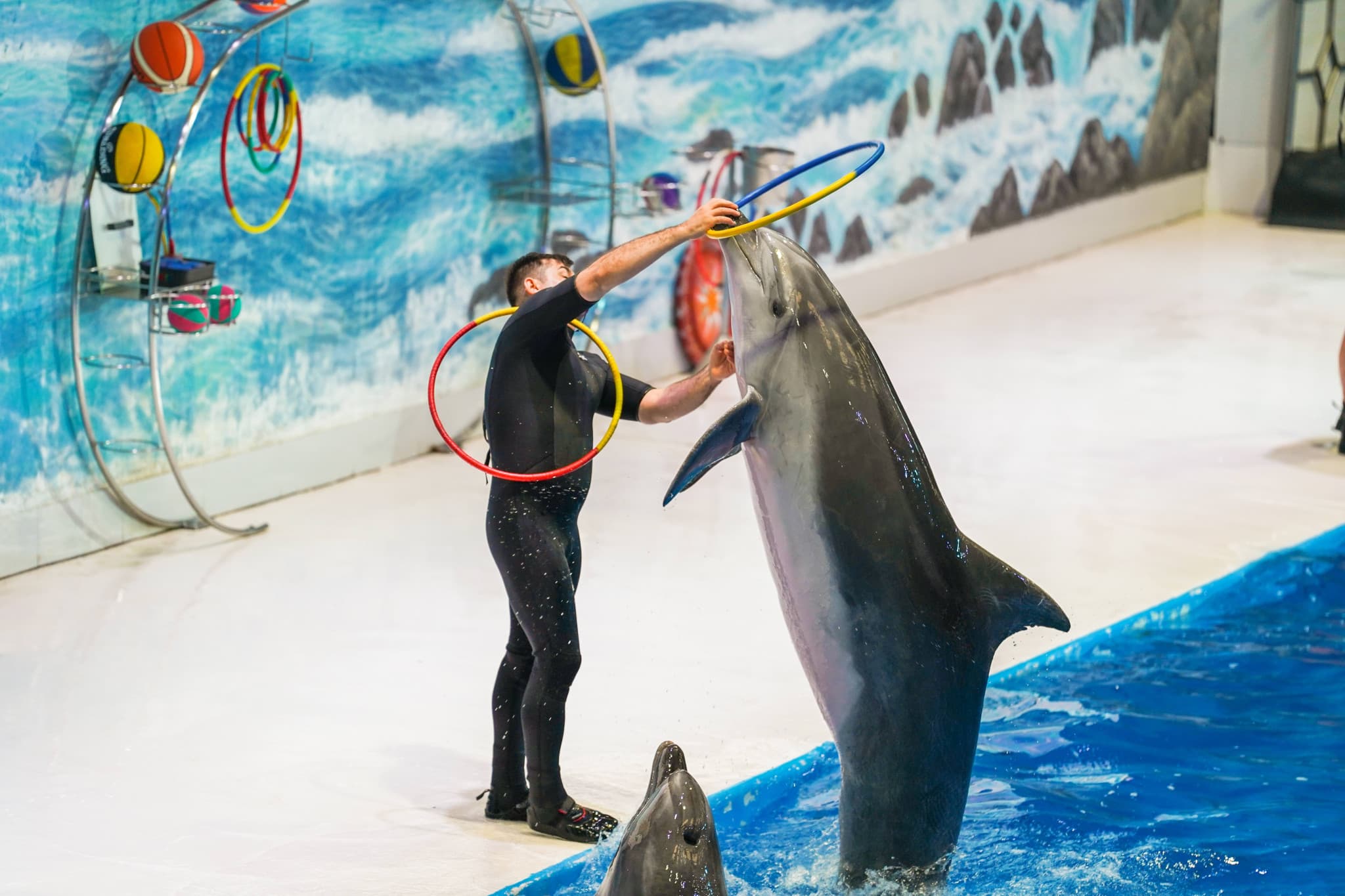 Dubai Dolphinarium Ticket - image 4