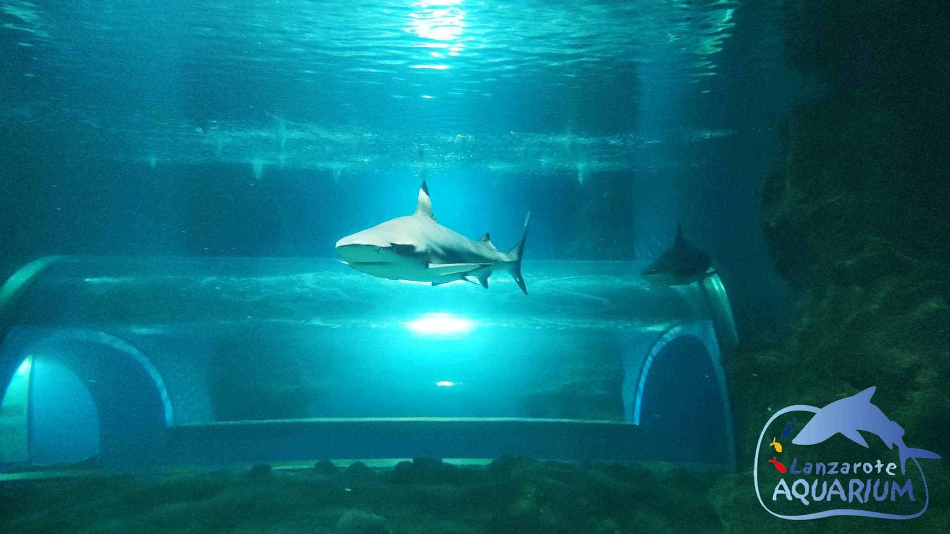 Entrada al Acuario de Lanzarote - imagen 9