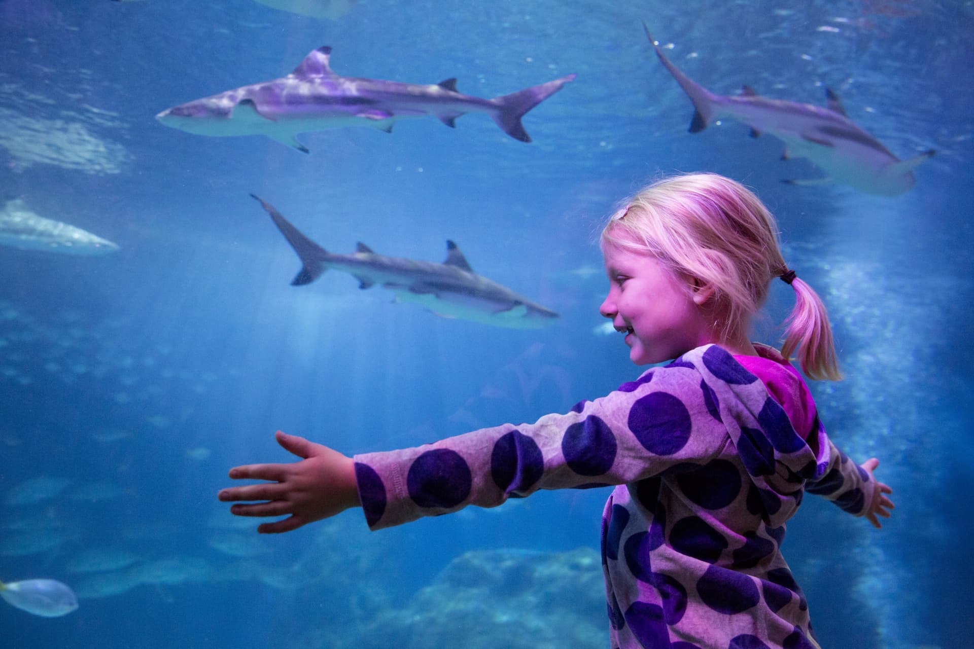 SEA LIFE Oberhausen Aquarium Ticket - image 2