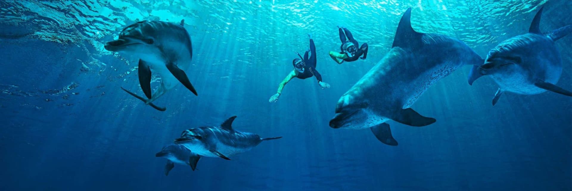 Atlantis Aquaventure World Dubai - Dolphin and Sea Lion Experiences at Atlas Village - image 6