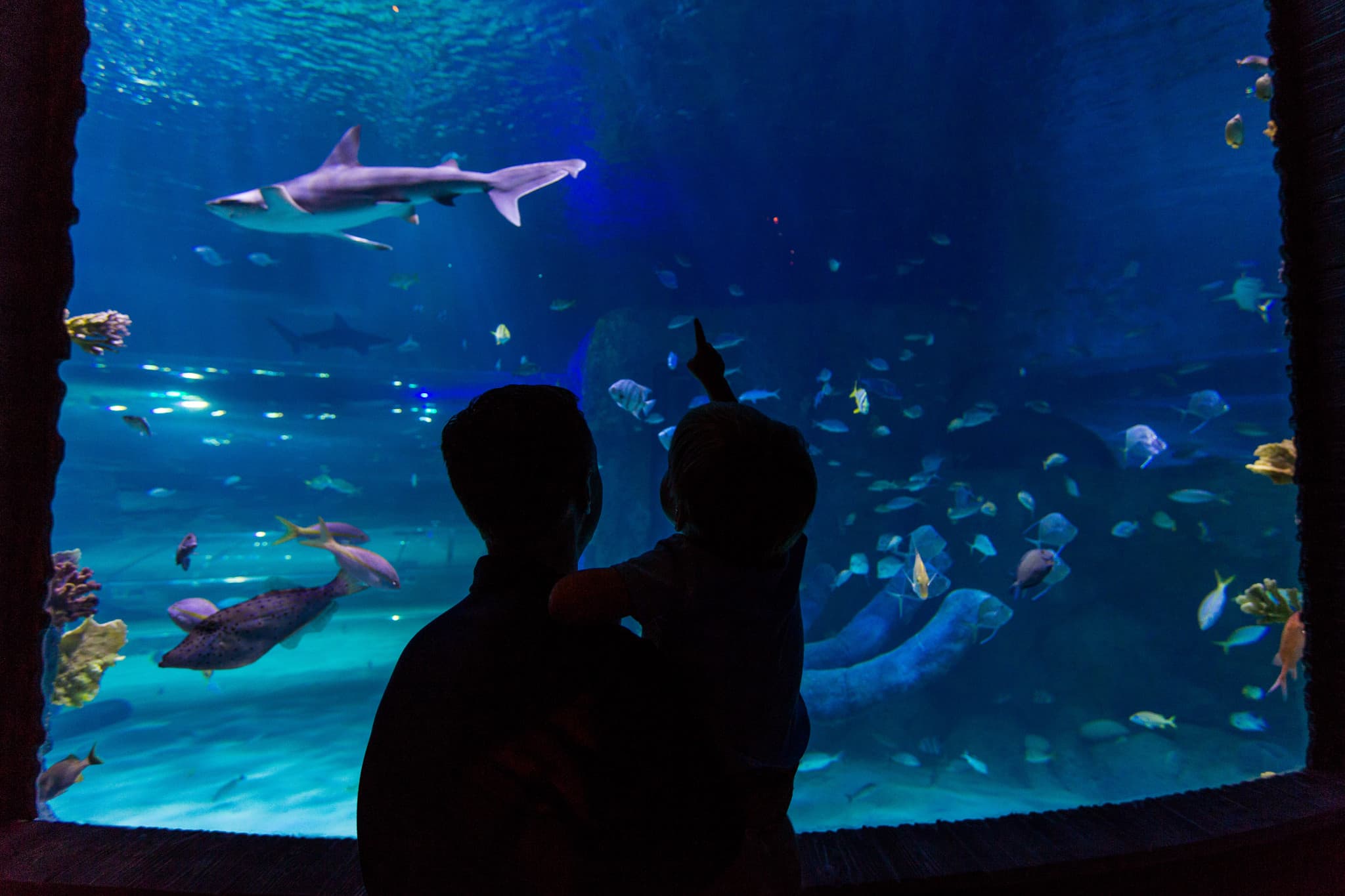 Go City Orlando All-Inclusive Pass: Save up to 50% on Attractions - image 26