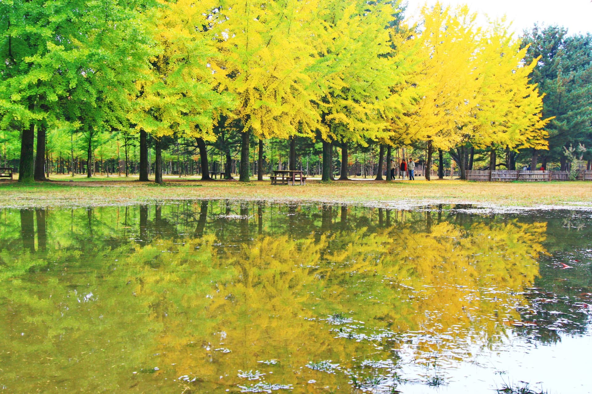 Nami Island and Mount Seorak Full-Day Tour from Seoul - 이미지 5