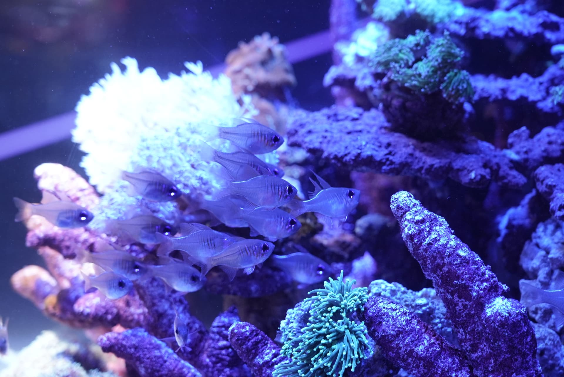 UWS Aquarium Gakyo Ticket - image 3