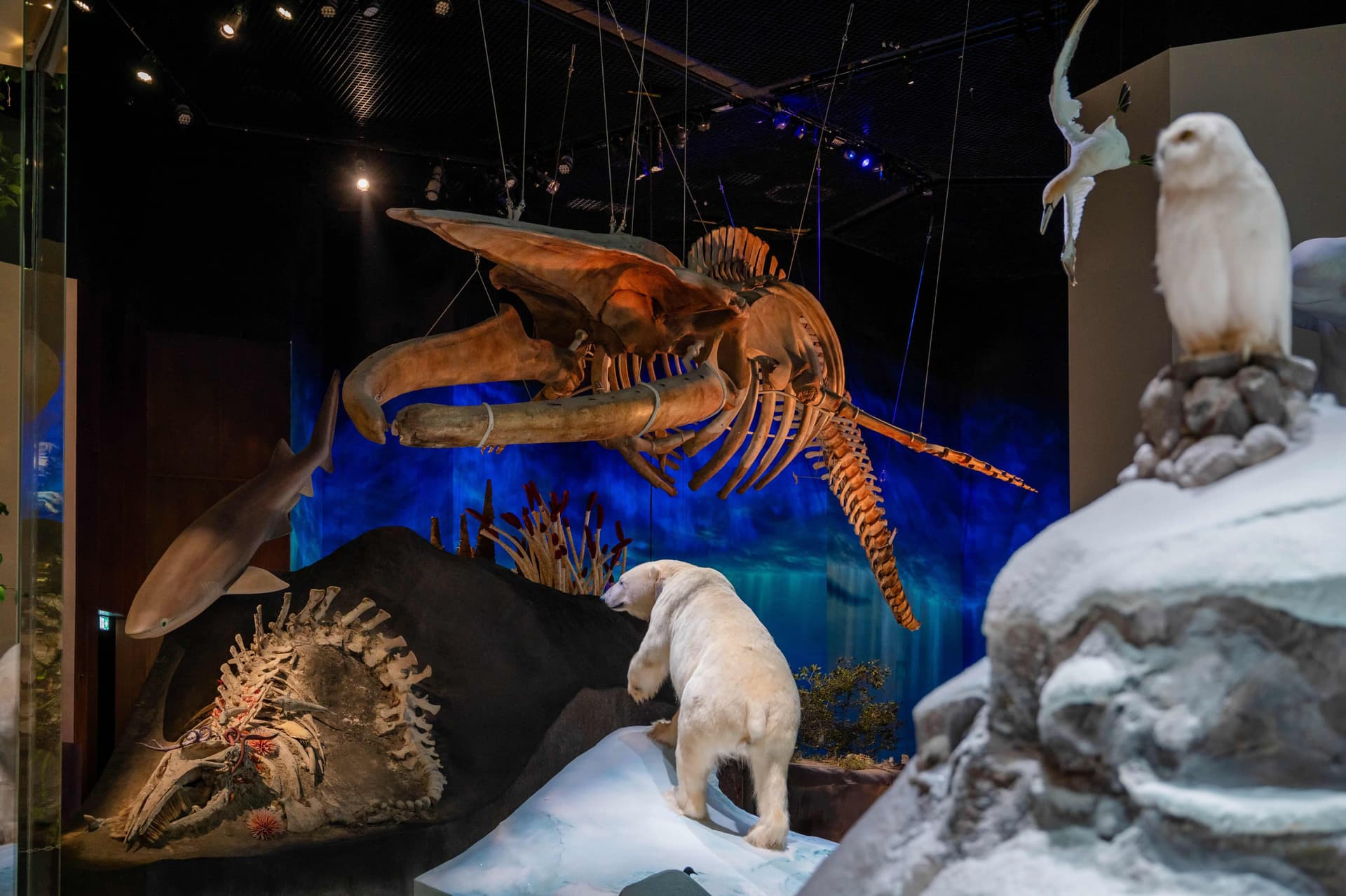 Museum Pass: Zayed National Museum + Natural History Museum Abu Dhabi Tickets - image 8