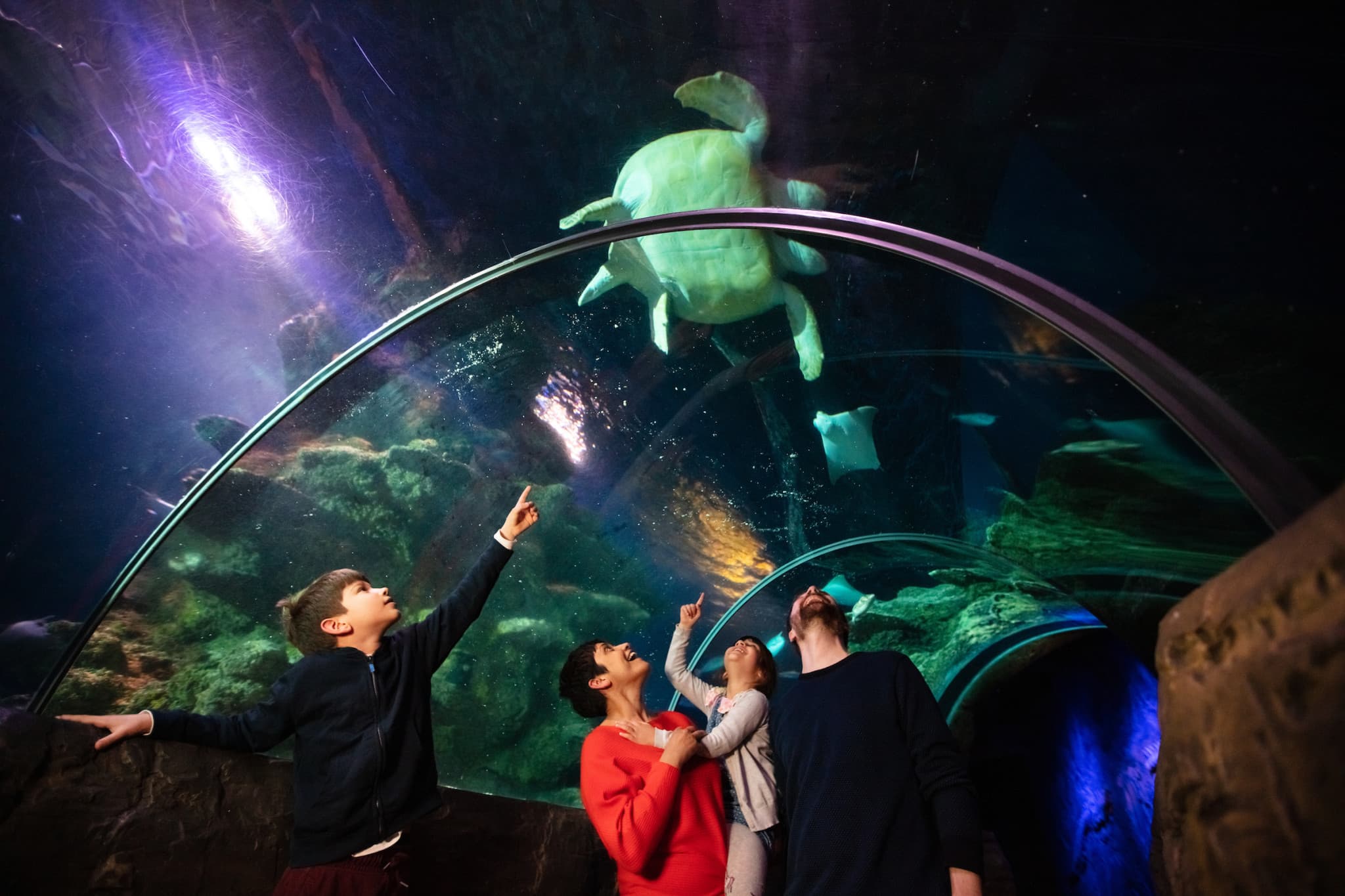 SEA LIFE London Aquarium Ticket - image 2