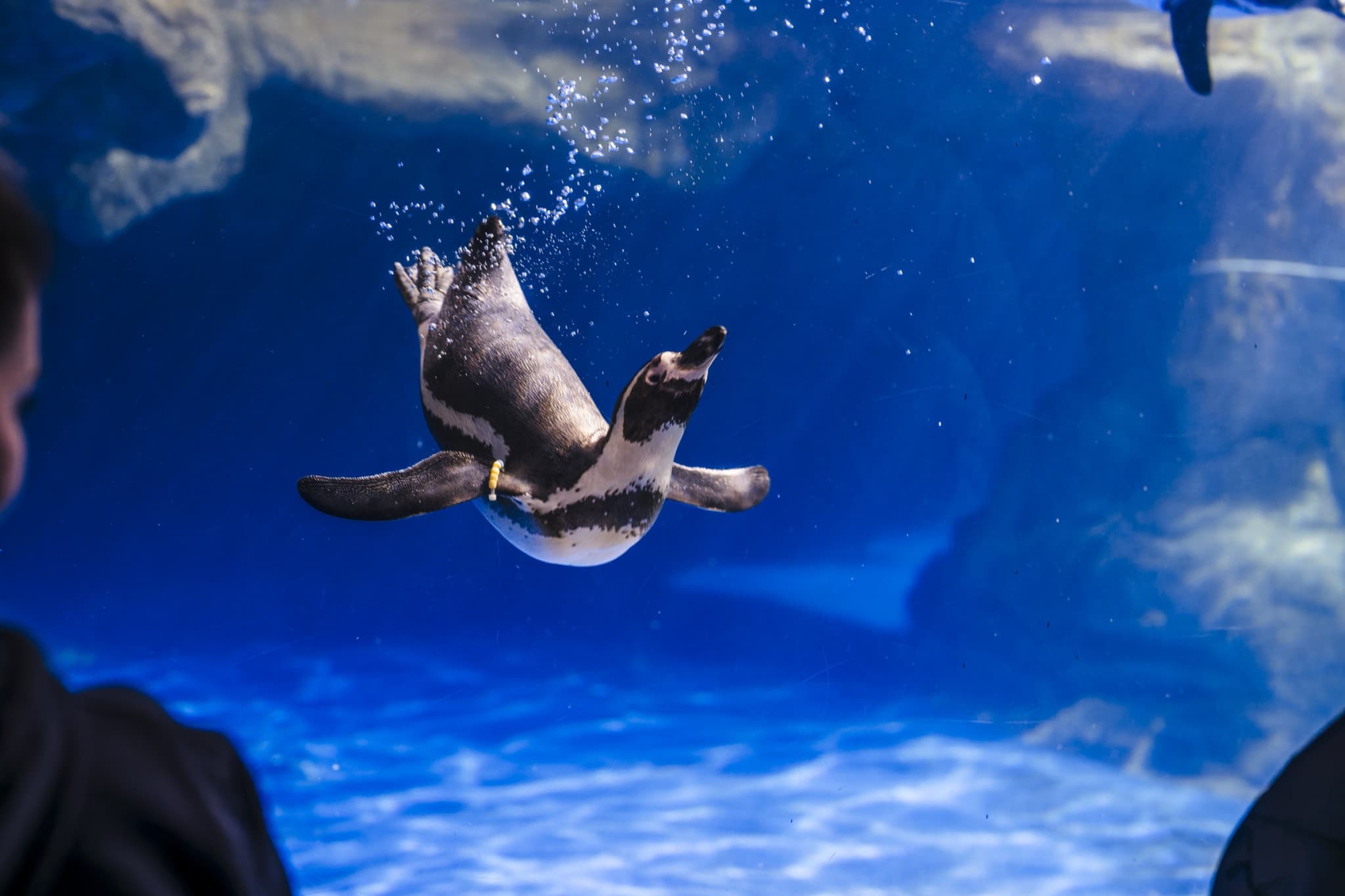 Barcelona Aquarium Ticket - image 6
