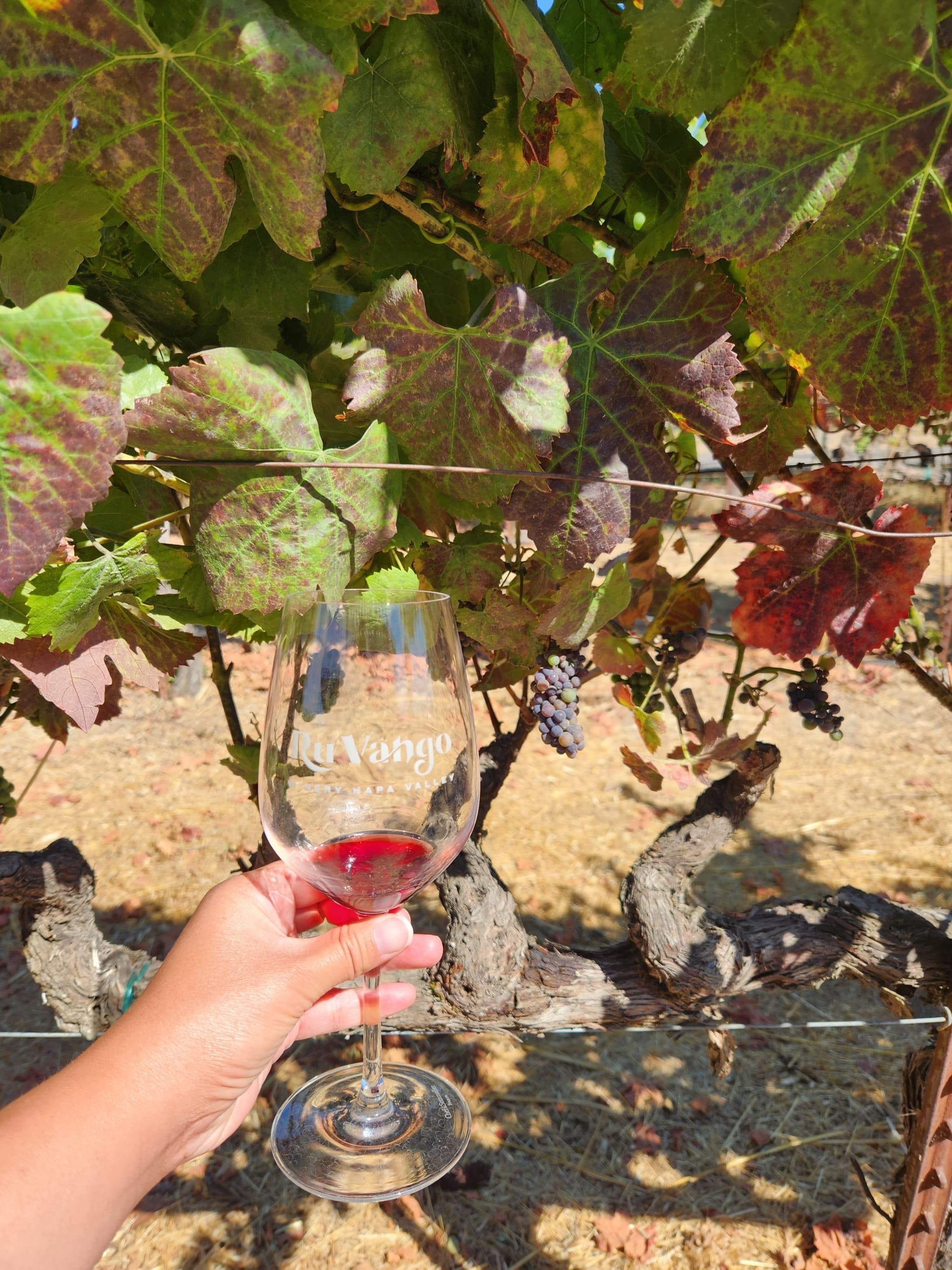 Napa and Sonoma Valley Wine Tasting Tour from San Francisco - main image