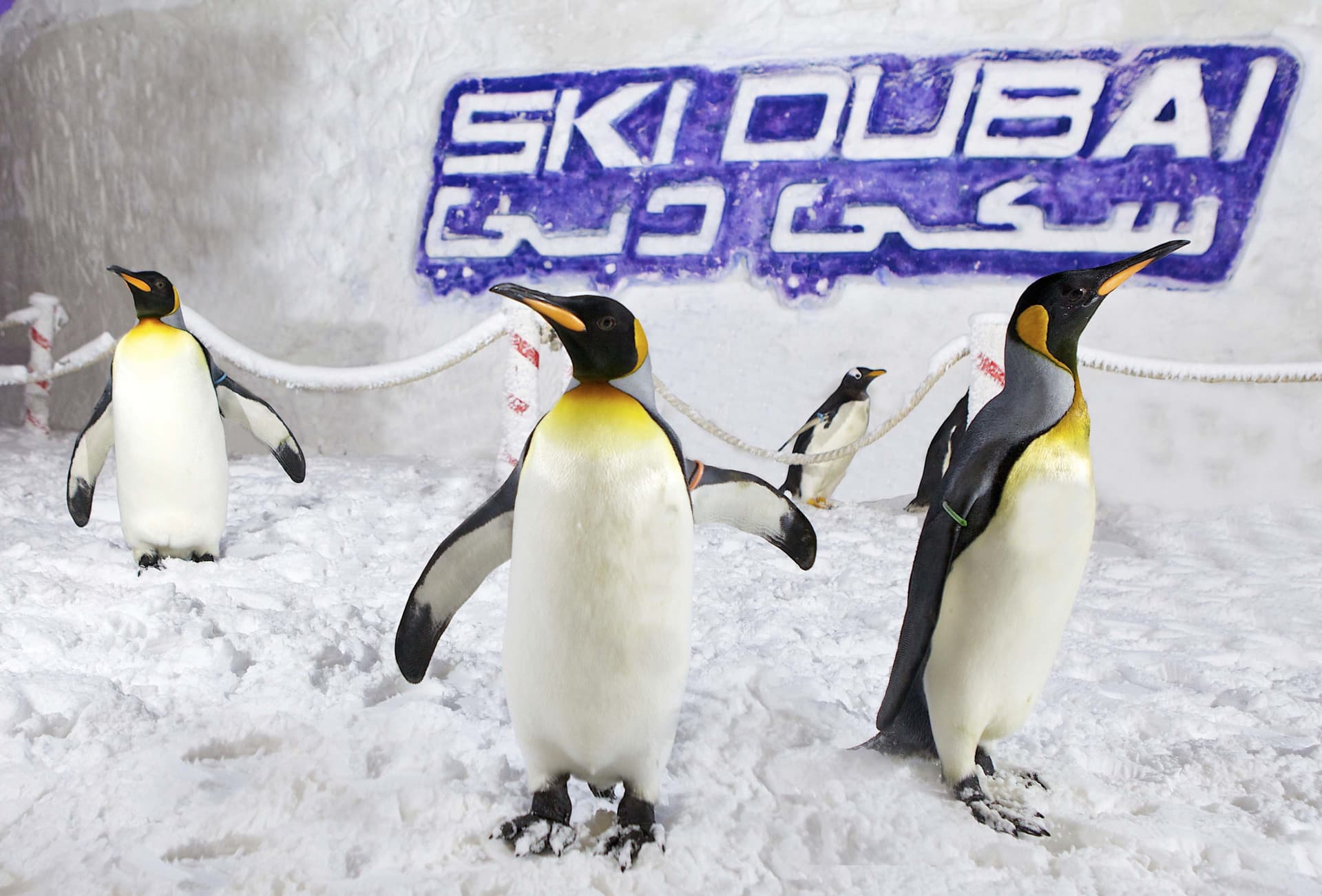 Go City Dubai Pase Todo Incluido: Ahorre hasta un 50% en atracciones - imagen 5