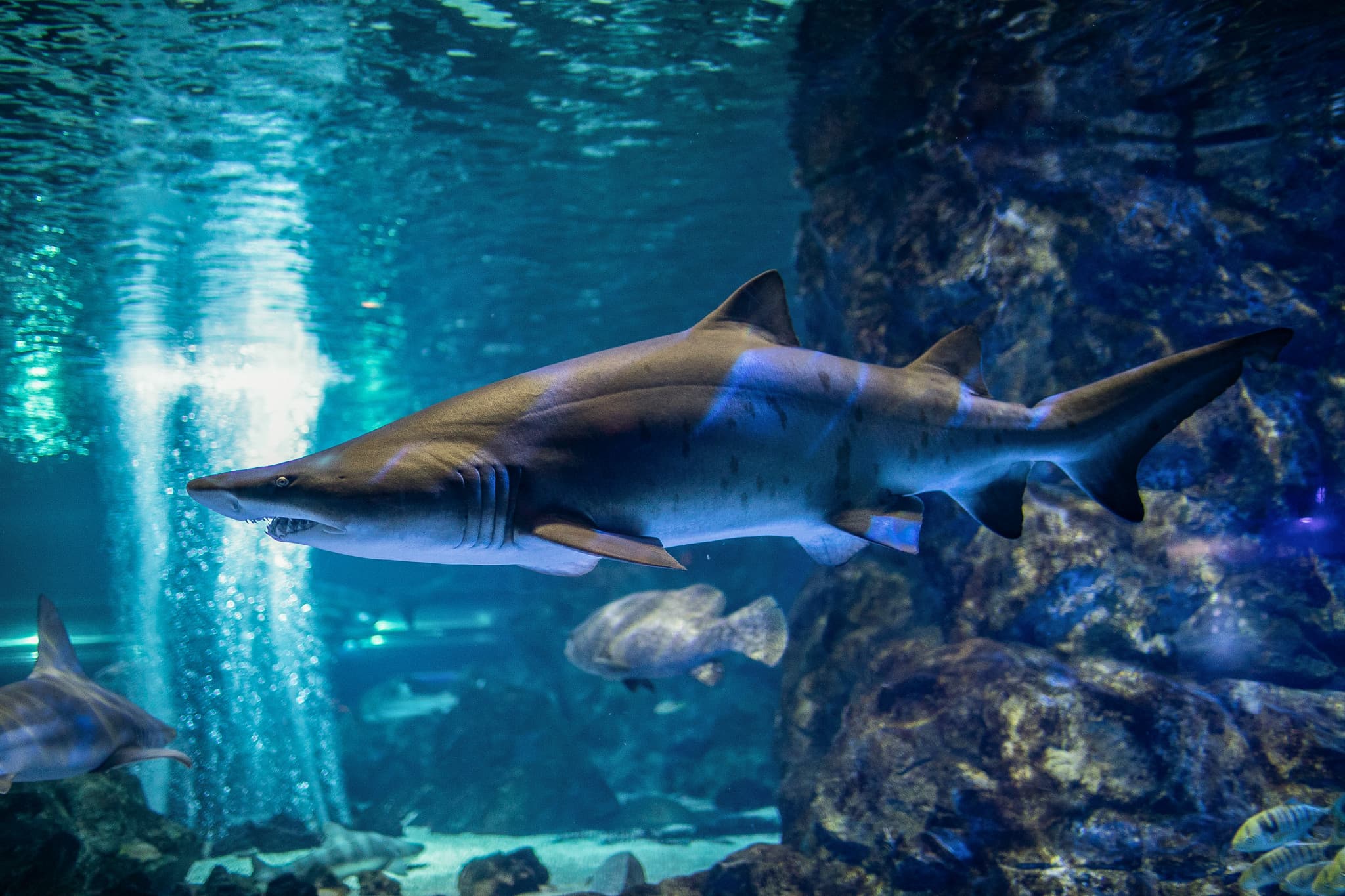 SEA LIFE COEX, Seoul Aquarium Ticket - image 12