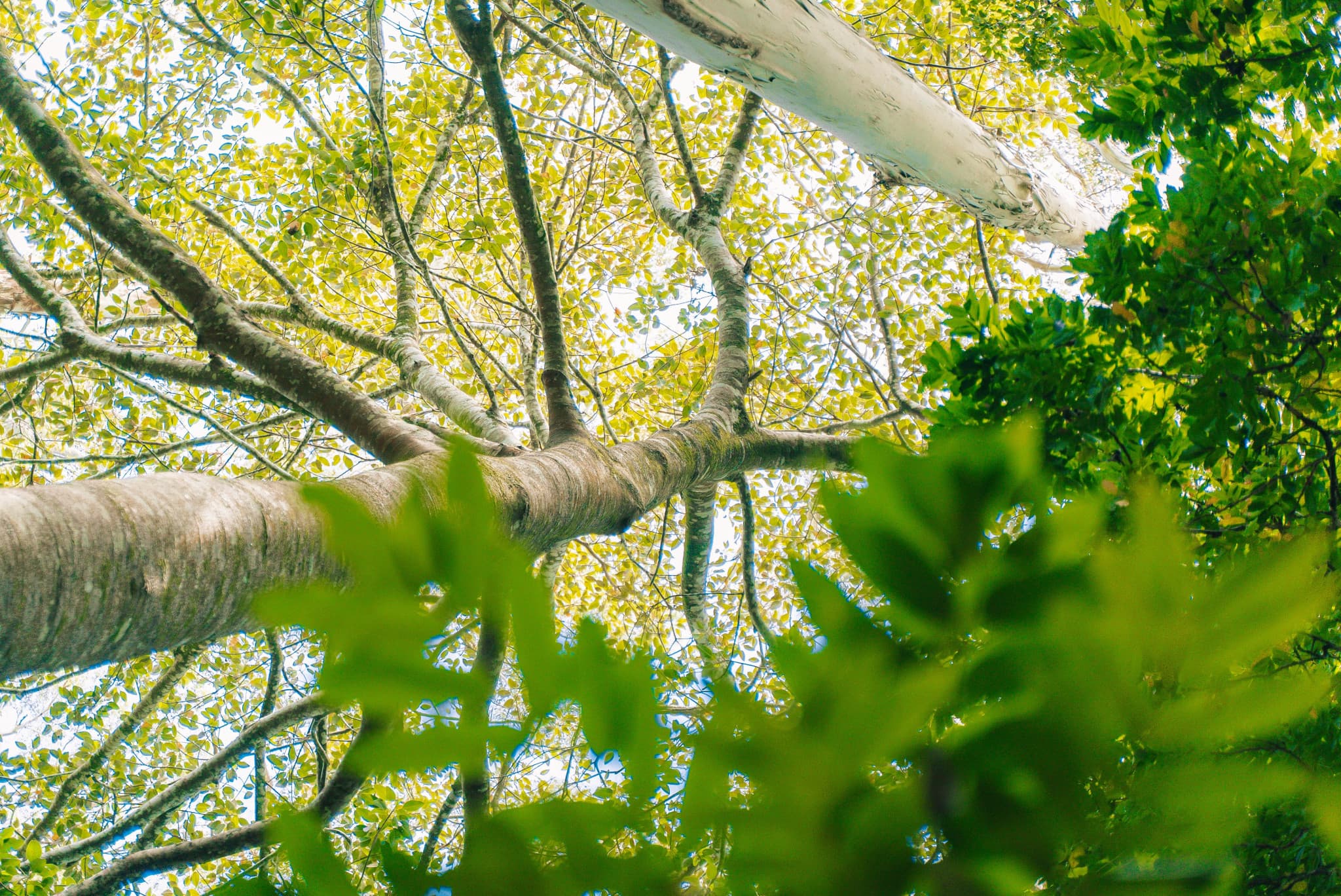 Tamborine Mountain Guided Walk and Wine Tasting Tour - image 8