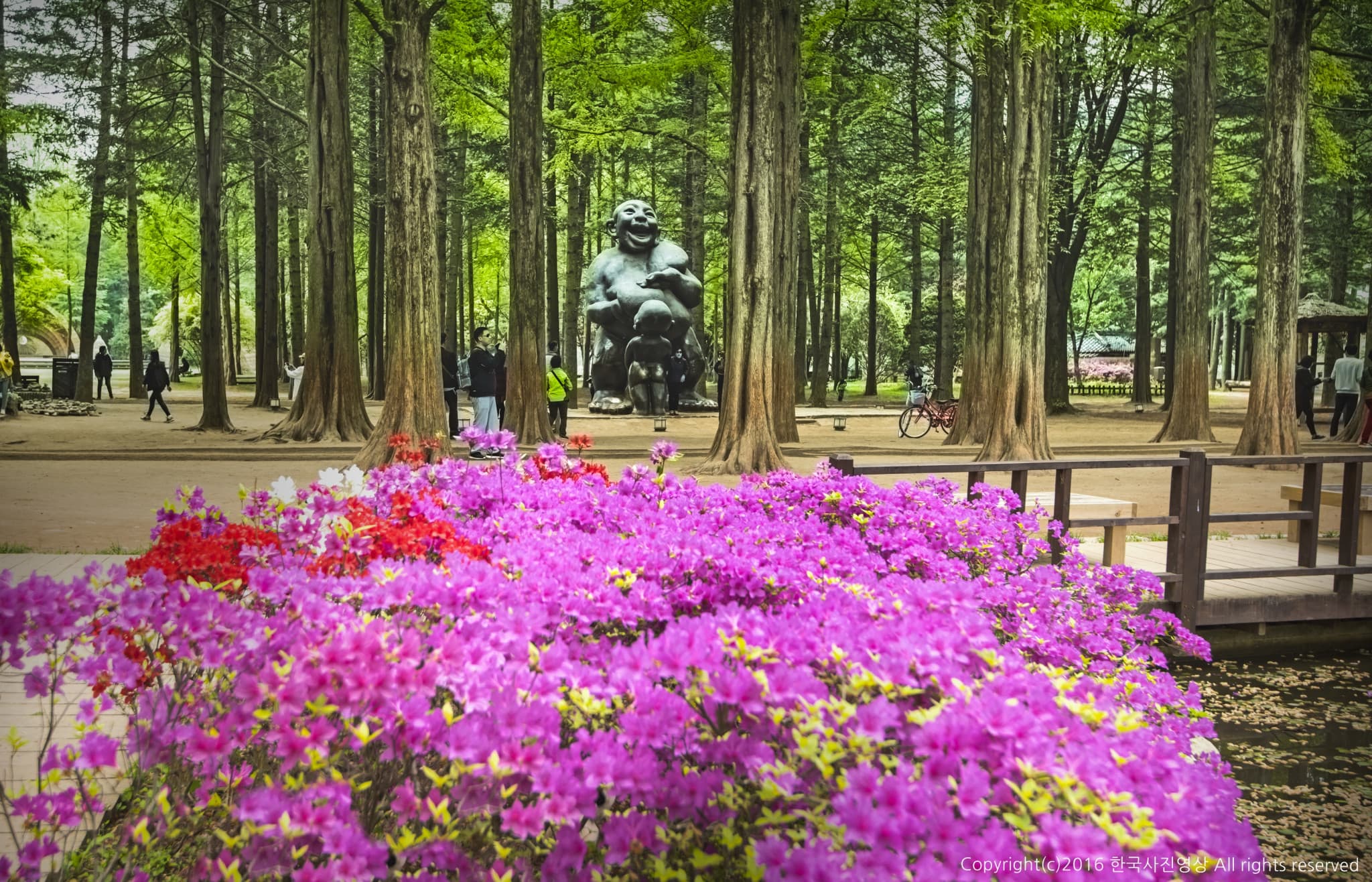 Nami Island, Petite France, Italian Village, and Garden of Morning Calm Tour from Seoul - image 6