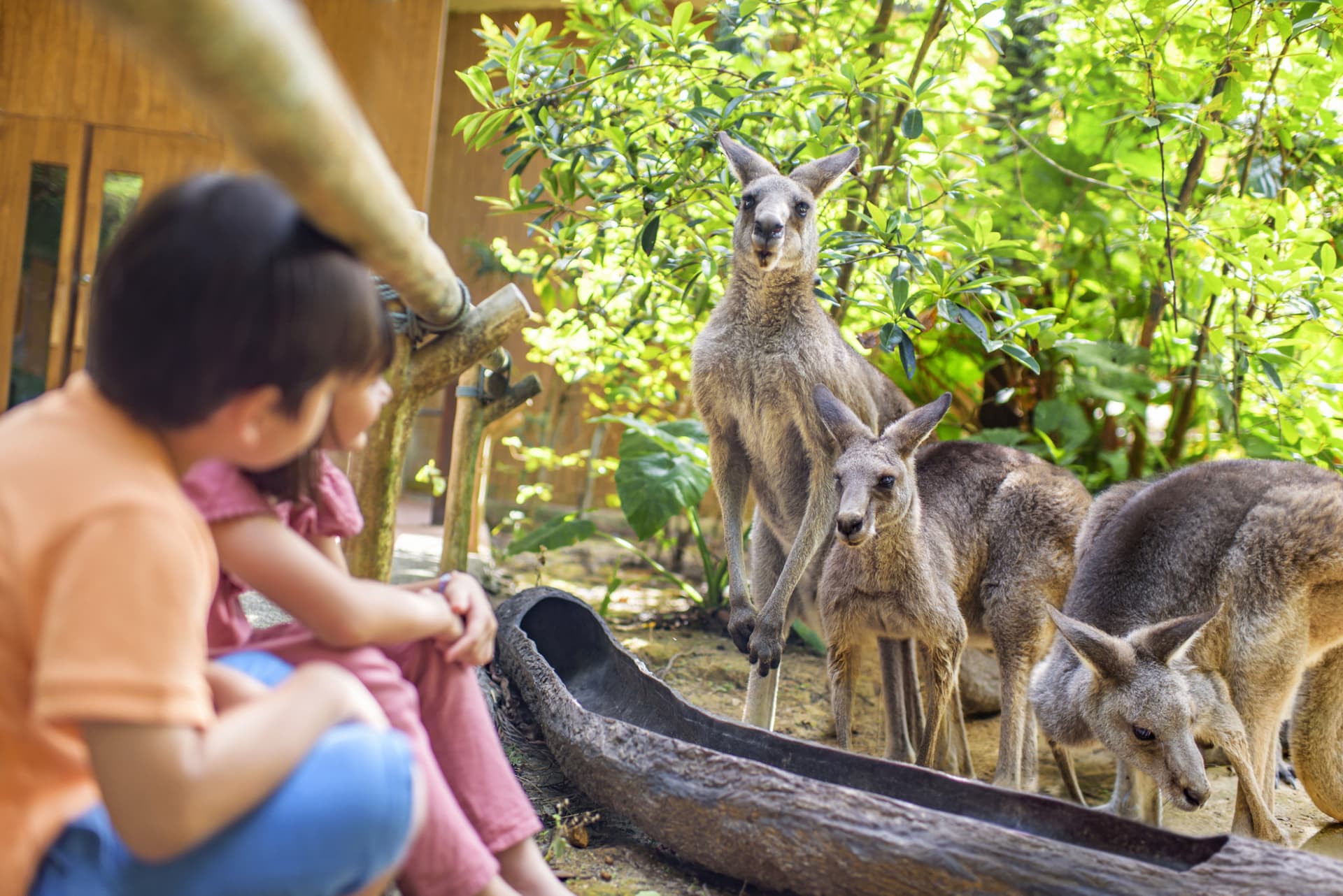 COMBO: Singapore Zoo + River Wonders Ticket - image 3