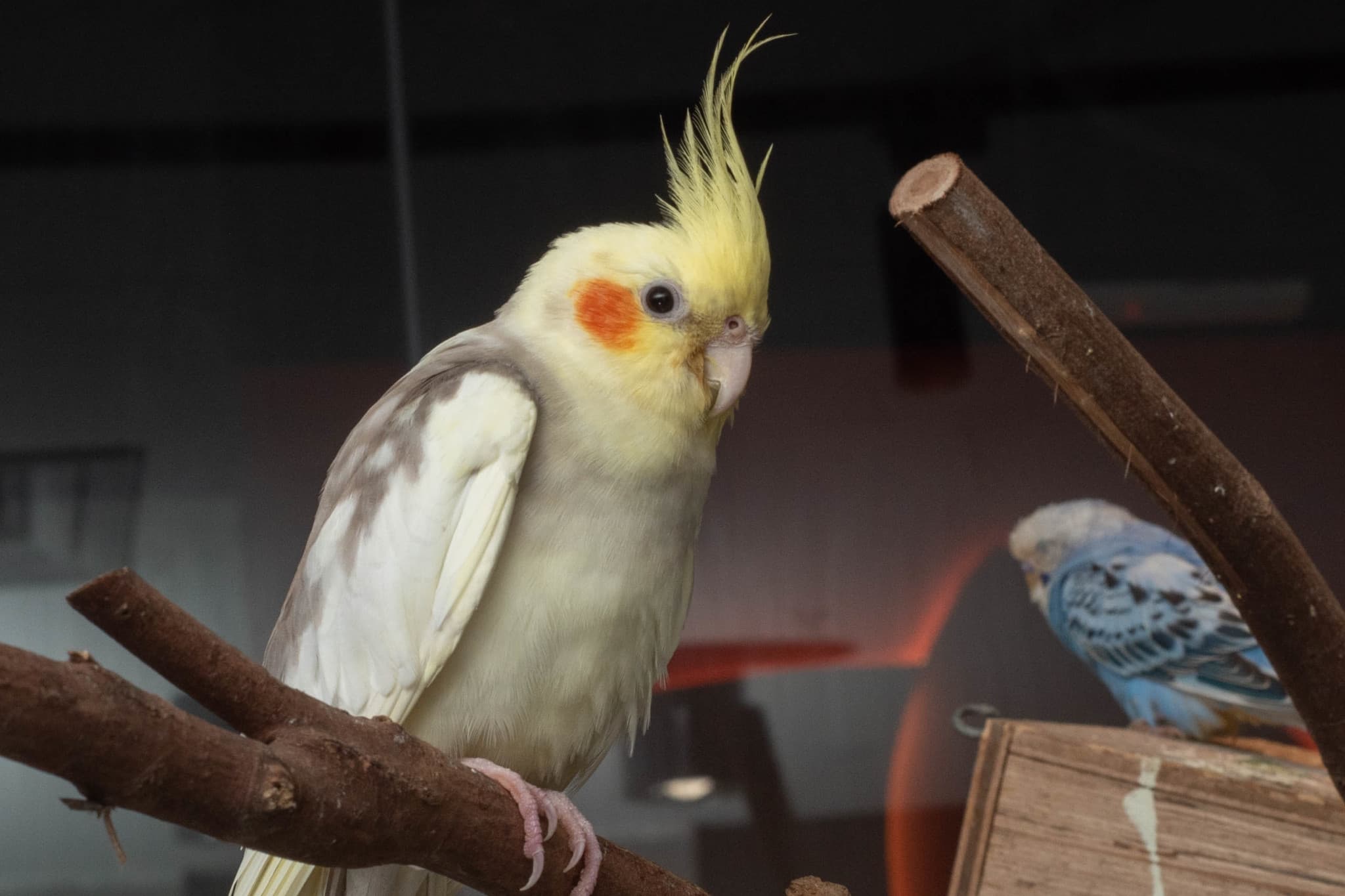 Just Farm Indoor Zoo Kuala Lumpur  (Previously Known As Just Pets Megastore) - image 16