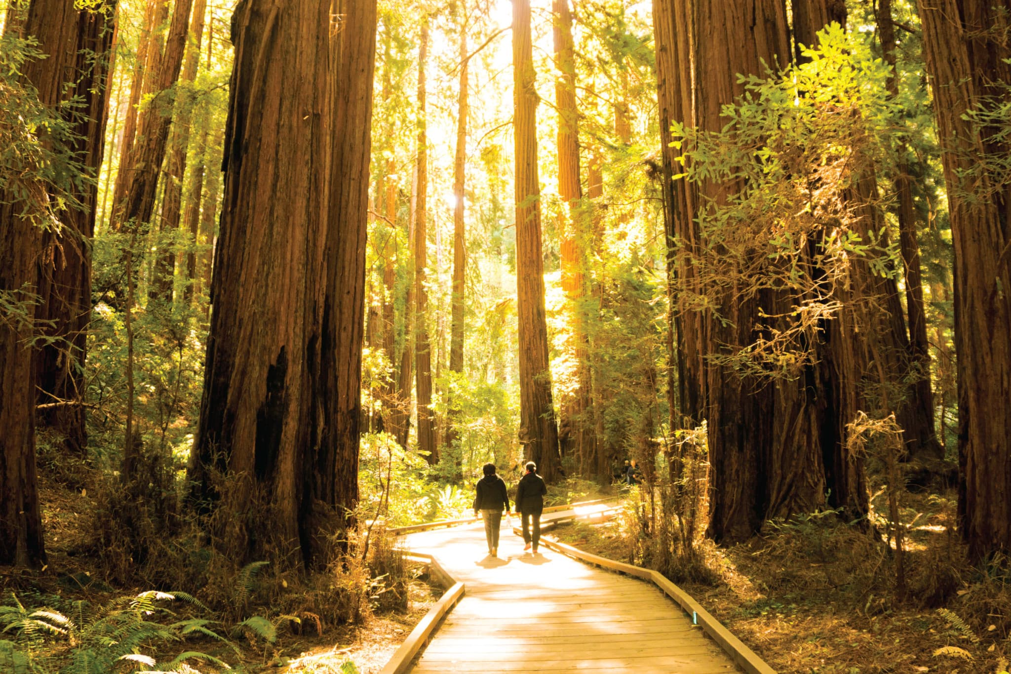 San Francisco Woods & Wine Country Full-Day Tour - image 7
