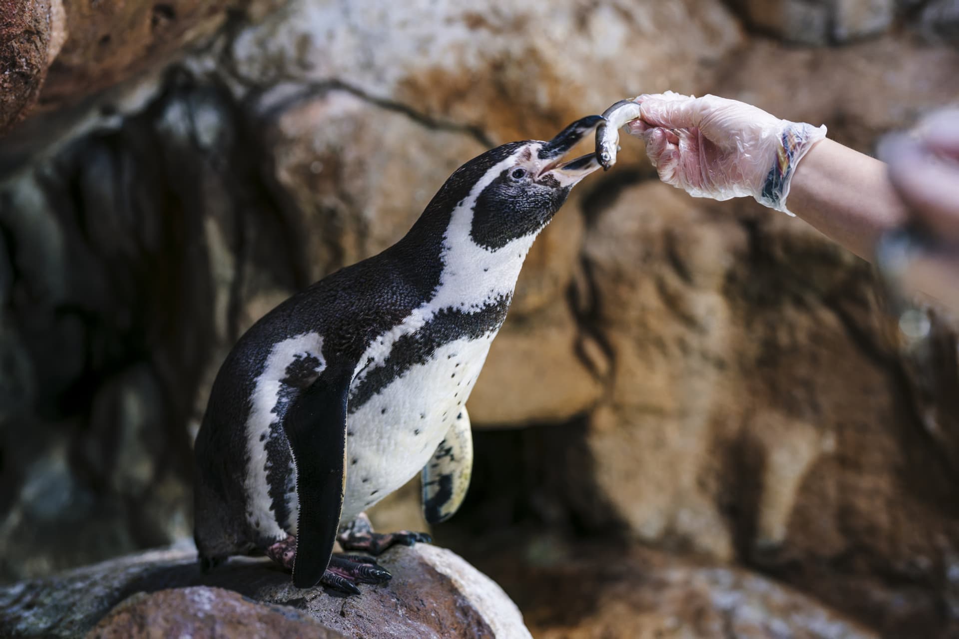 Entrada para el Acuario de Barcelona - imagen 10