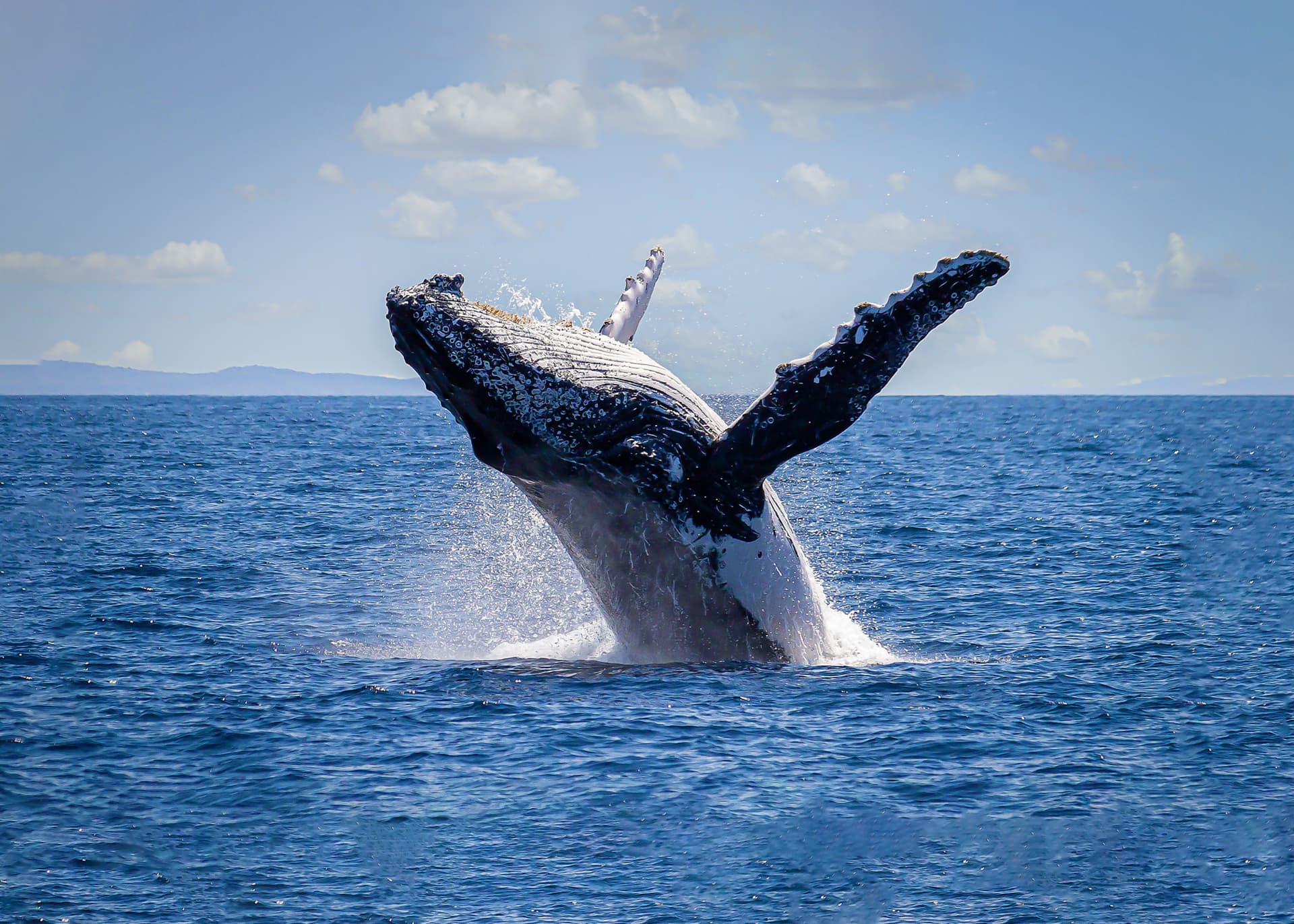 Sydney Harbour Whale Watching Cruise aboard Captain Cook Cruises - main image