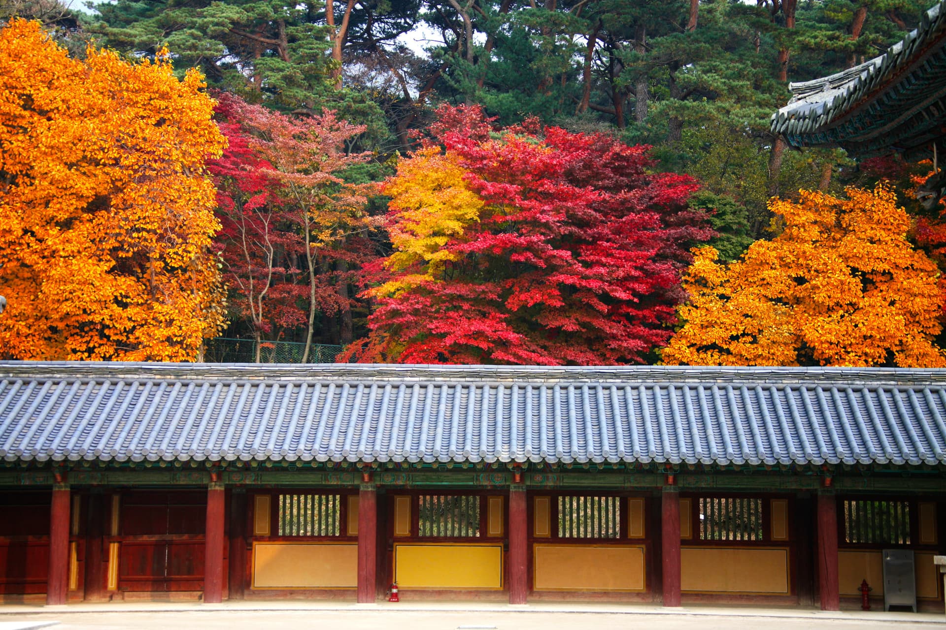 Gyeongju Autumn Foliage One Day Tour from Busan - image 9