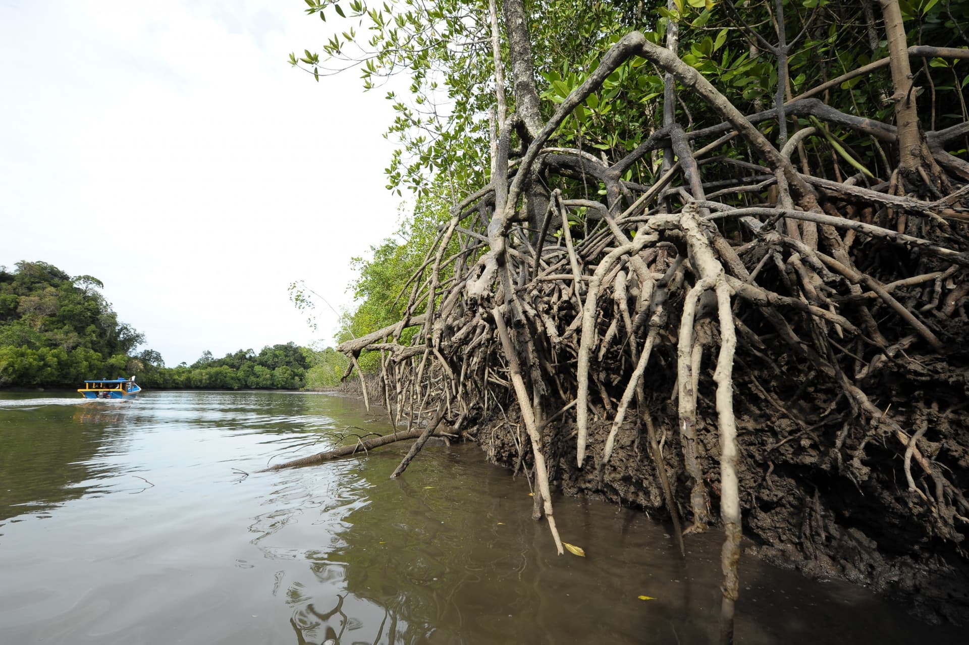 Crucero por el manglar de Langkawi y snorkel - imagen 3