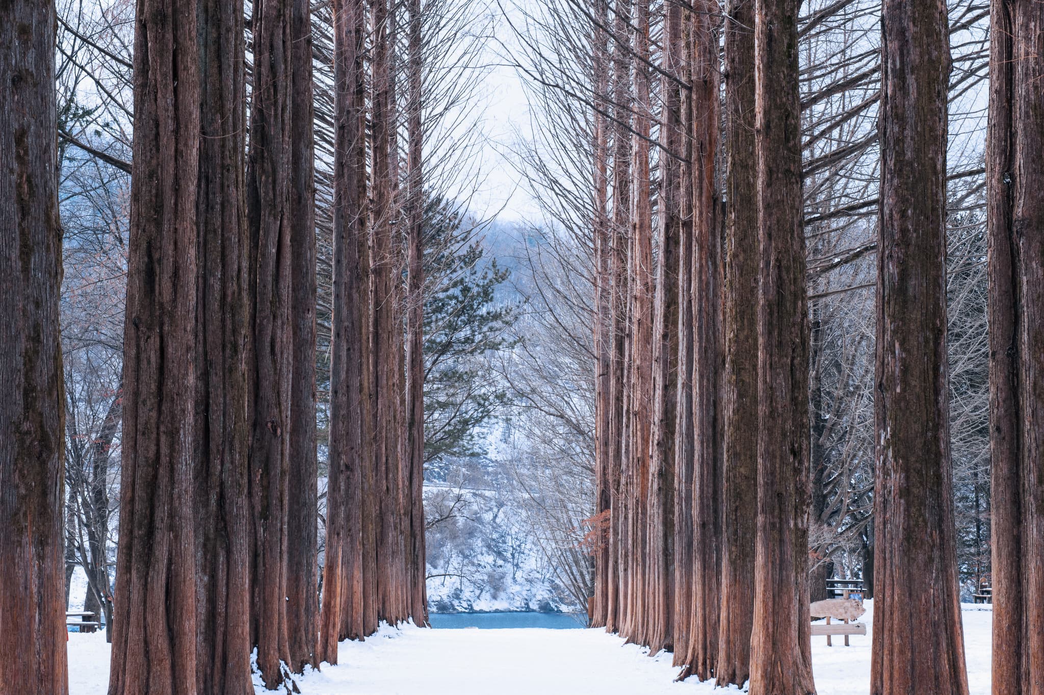 Elysian Gangchon Ski Resort and Nami Island Full-Day Tour from Seoul - image 15