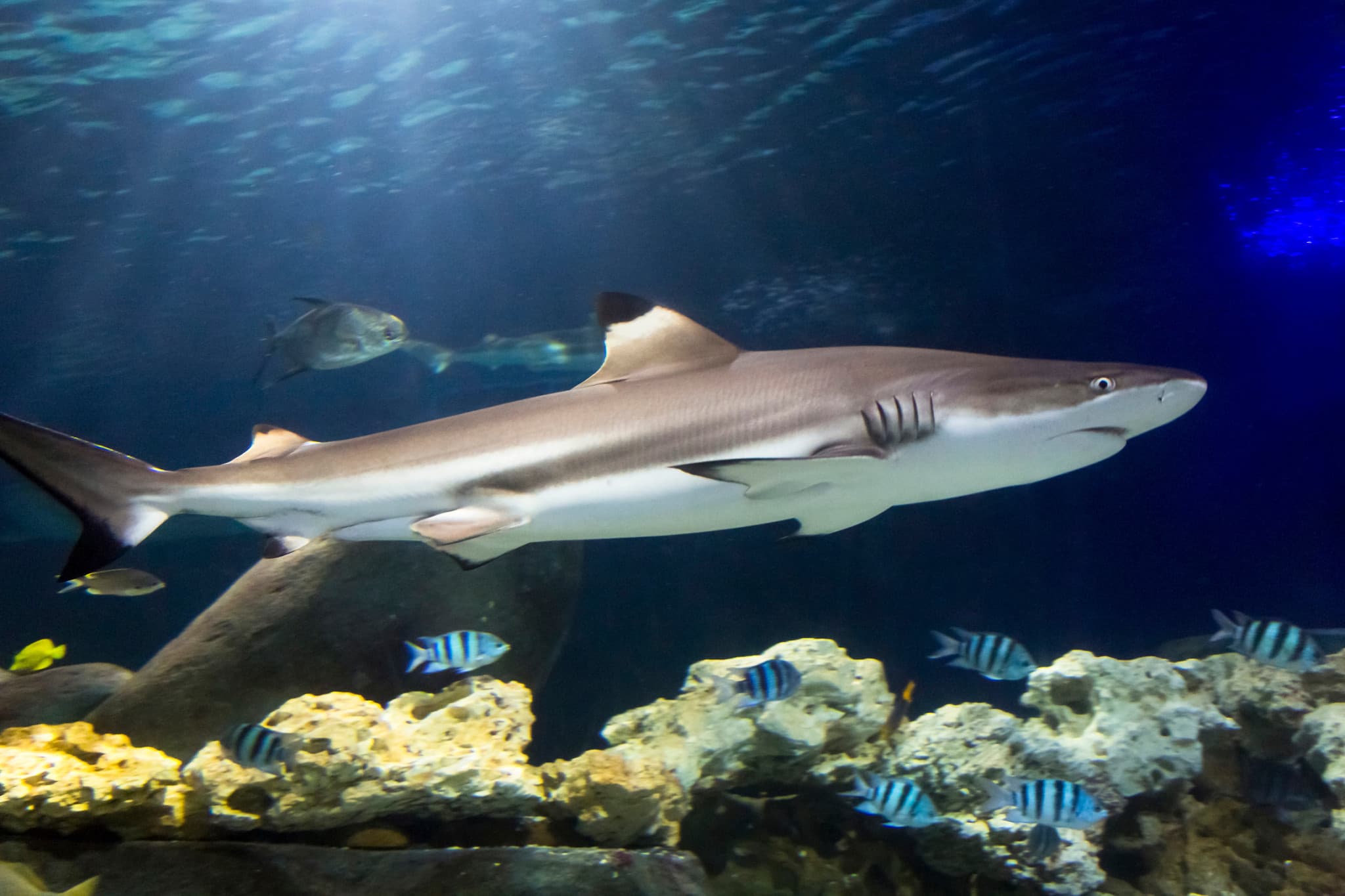 SEA LIFE Hannover Aquarium Ticket - image 4