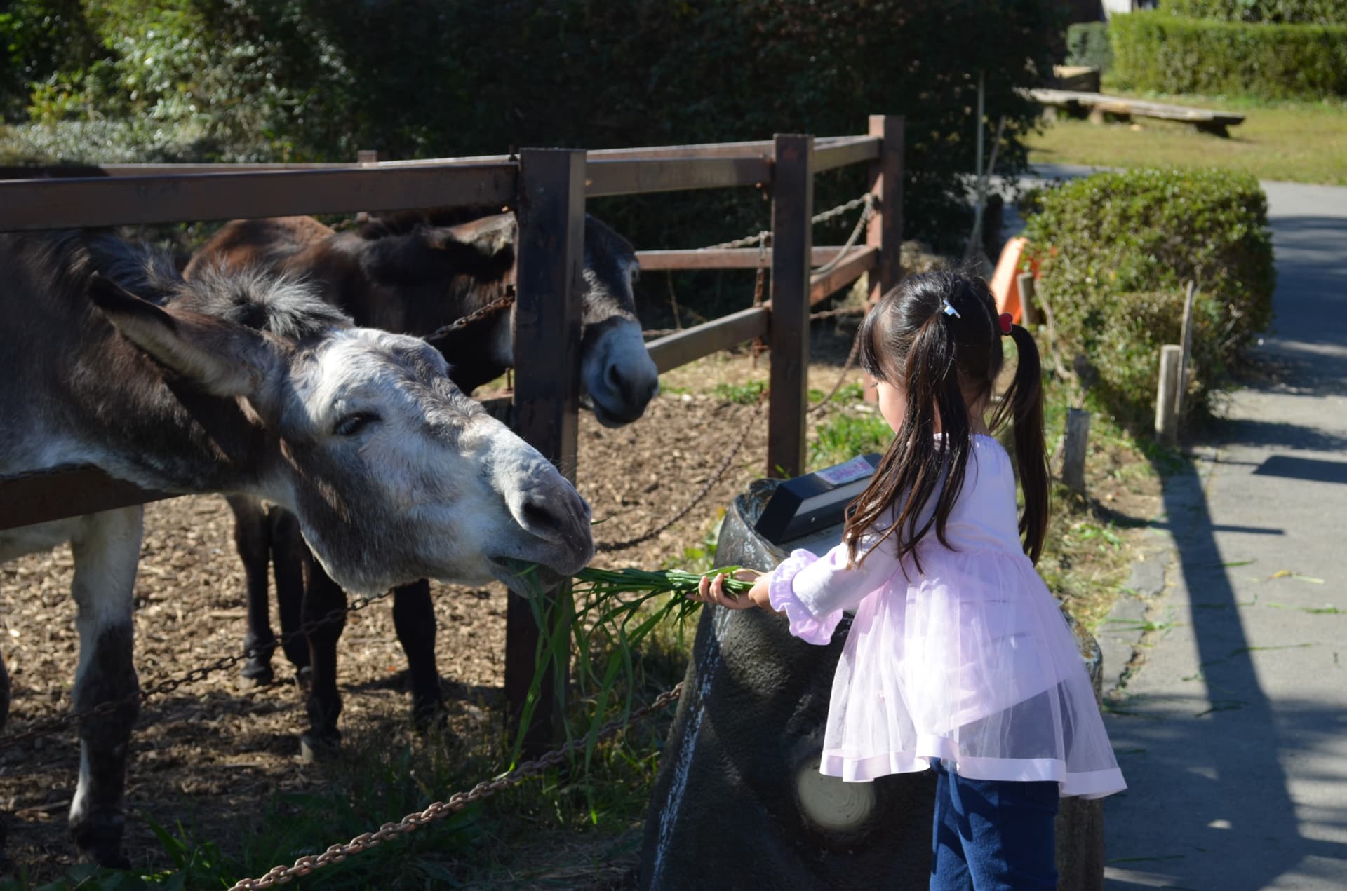 Gunma Safari Park Ticket - image 4