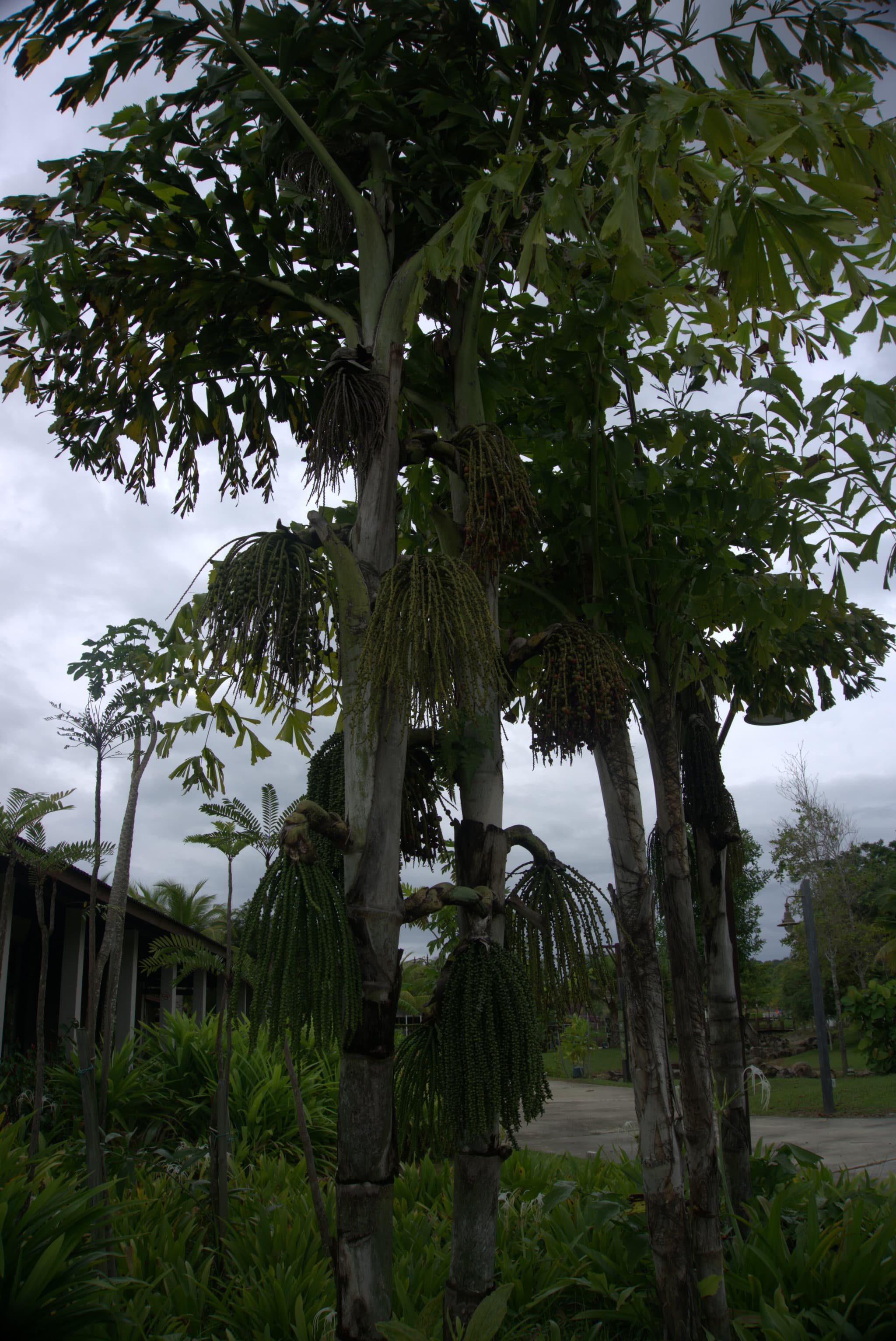 Desaru Riverside Garden Guided Walk - image 10