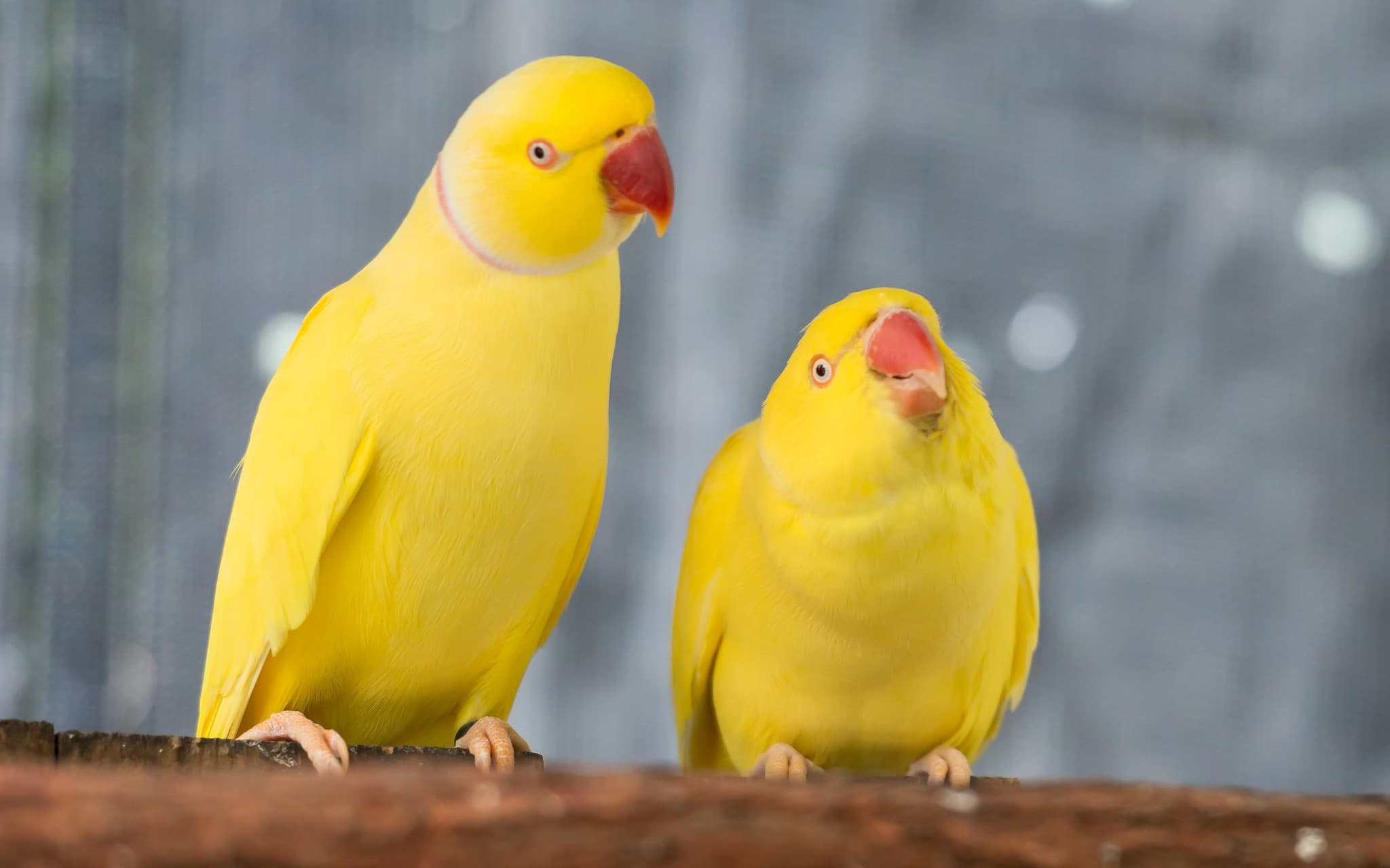 Birdworld Kuranda - image 4
