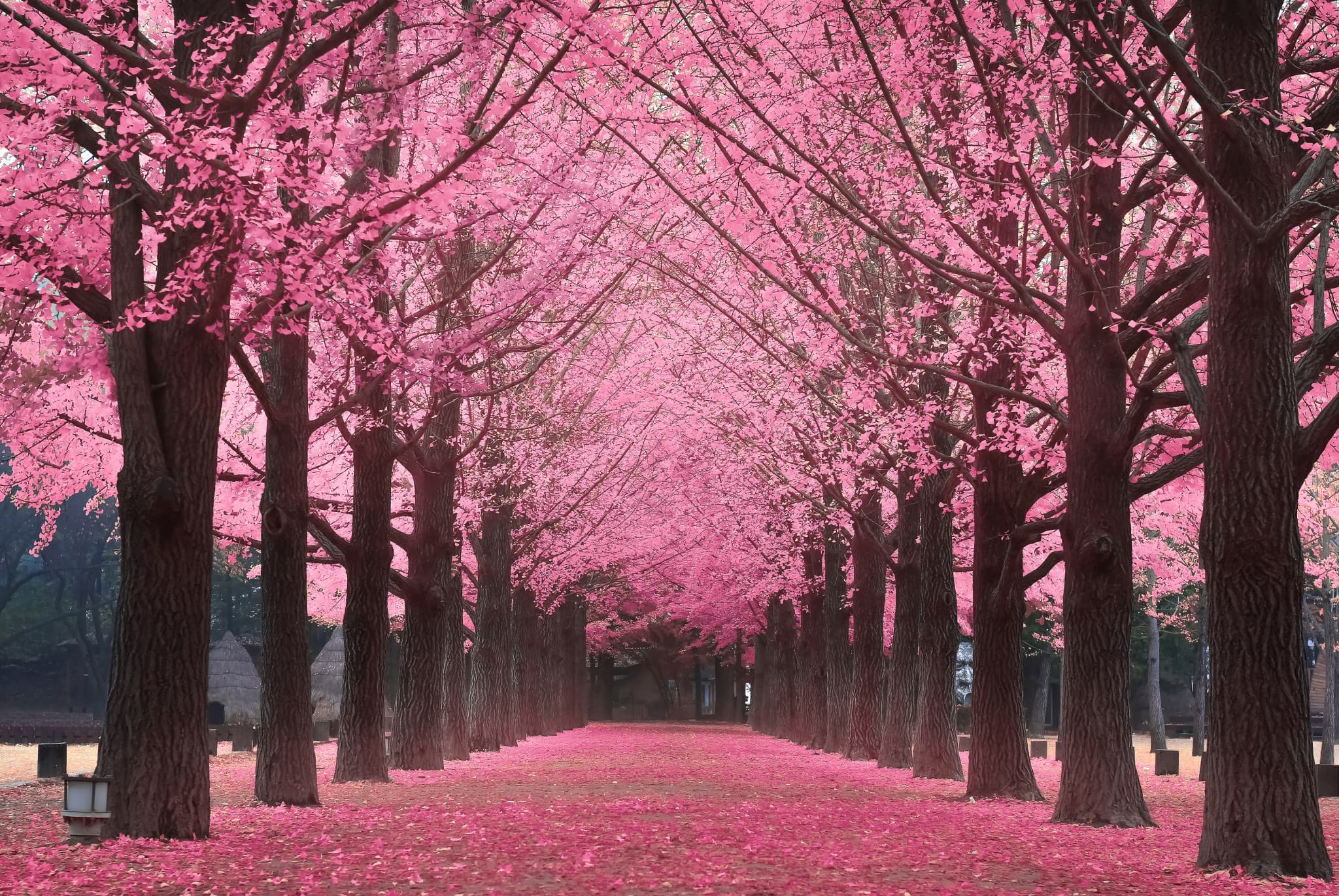Nami Island, Petite France, Garden of Morning Calm, and Gangchon Rail Bike Tour from Seoul - image 5
