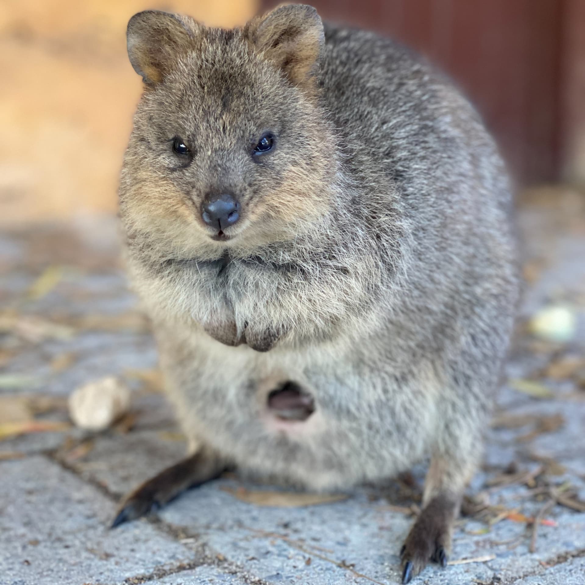 Rottnest Island Bayseeker Bus Tour with Round Trip SeaLink Ferry Transfer - imagen principal